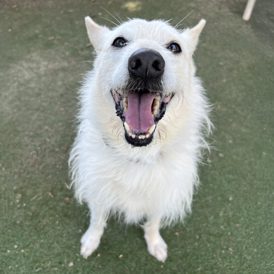 Enlarge Rizzo, a ADOPTABLE mixed breed in Burbank, CA image 3/3