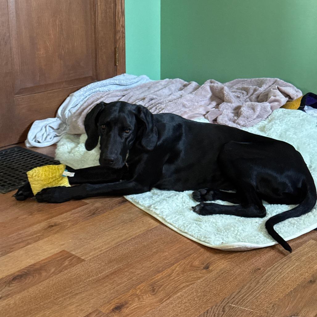 Enlarge August - Home to Home, a Adoptable Black Labrador Retriever in South Elgin, IL image 1/5