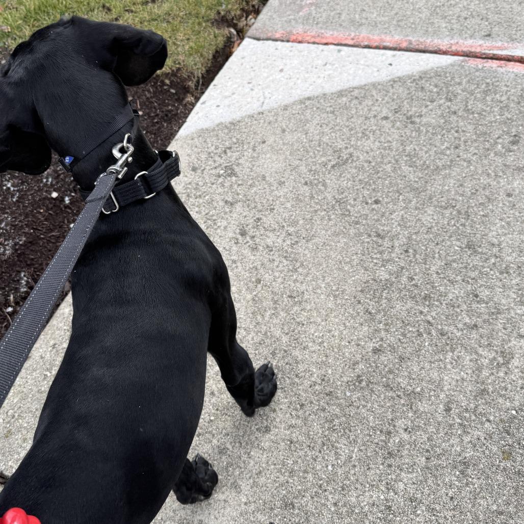 Enlarge August - Home to Home, a Adoptable Black Labrador Retriever in South Elgin, IL image 2/5