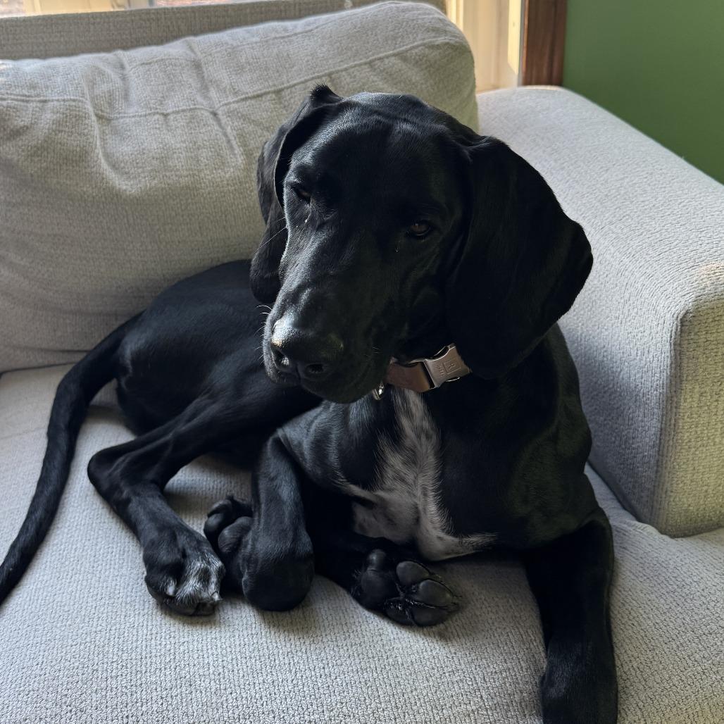 Enlarge August - Home to Home, a Adoptable Black Labrador Retriever in South Elgin, IL image 3/5