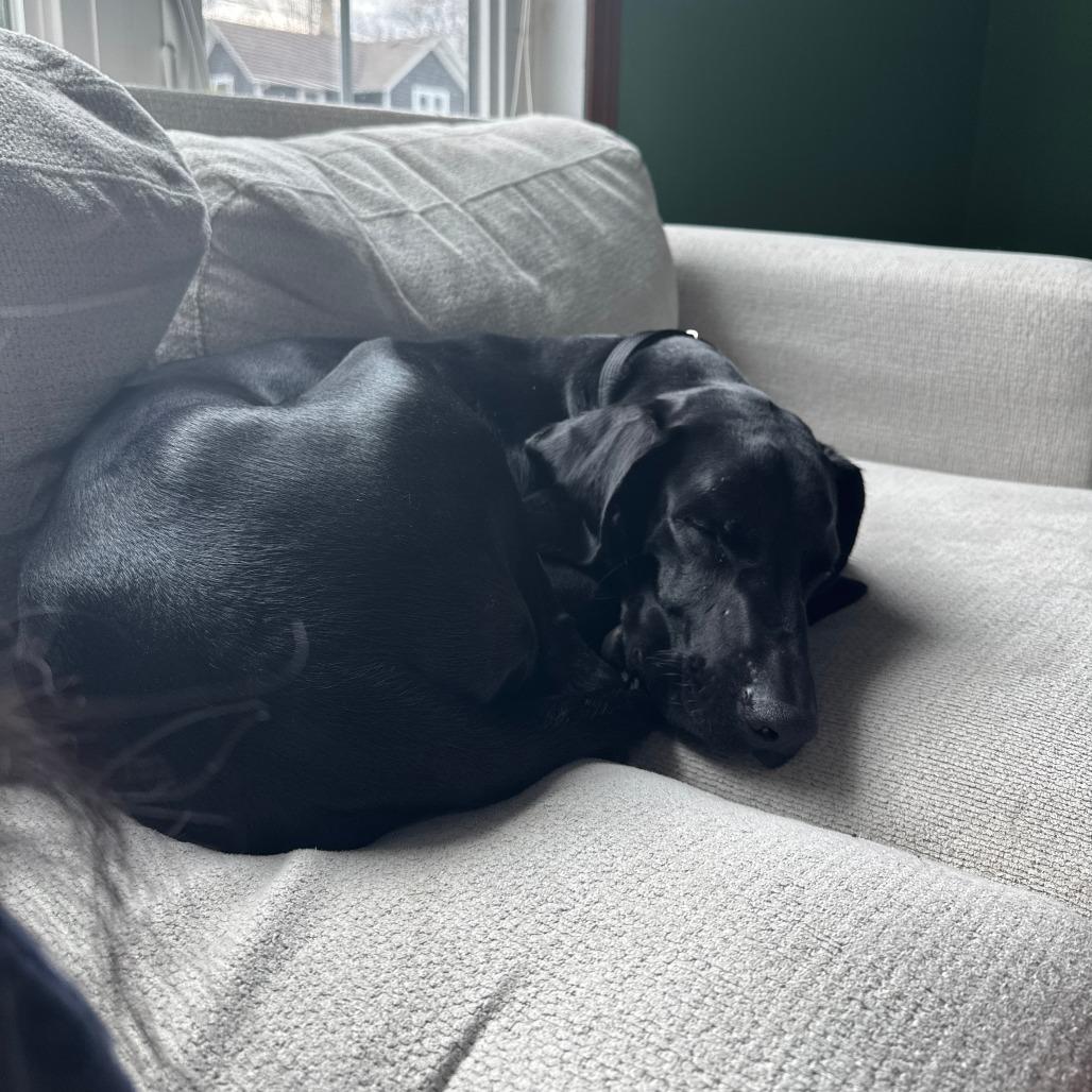 Enlarge August - Home to Home, a Adoptable Black Labrador Retriever in South Elgin, IL image 4/5