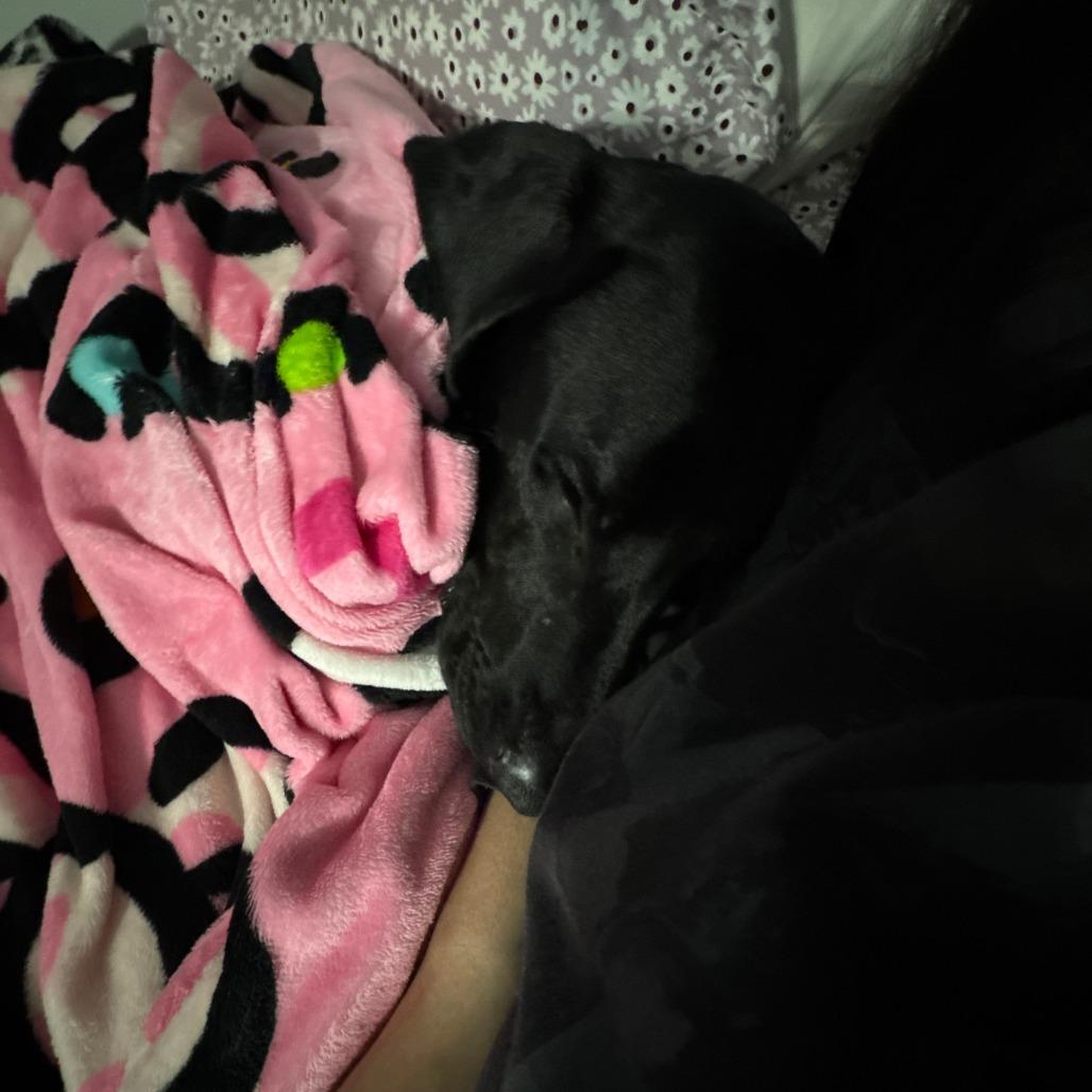 Enlarge August - Home to Home, a Adoptable Black Labrador Retriever in South Elgin, IL image 5/5