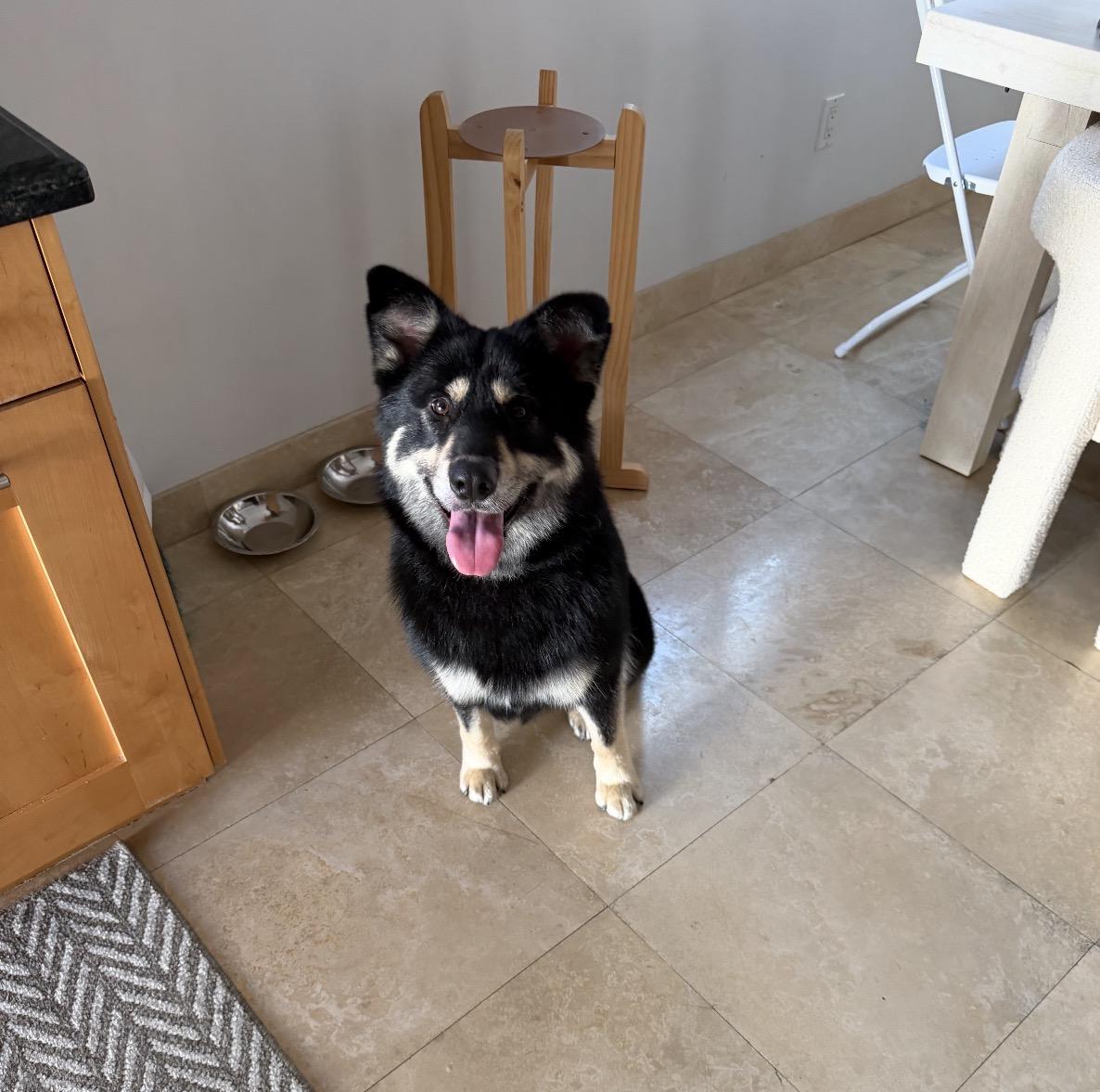 Ollie , a ADOPTABLE mixed breed in Tarzana, CA image 2/6