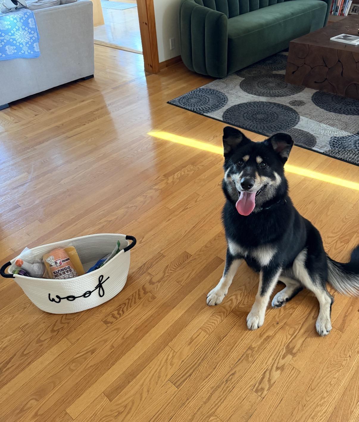 Ollie , ADOPTABLE, Young Male Siberian Husky & German Shepherd Dog.