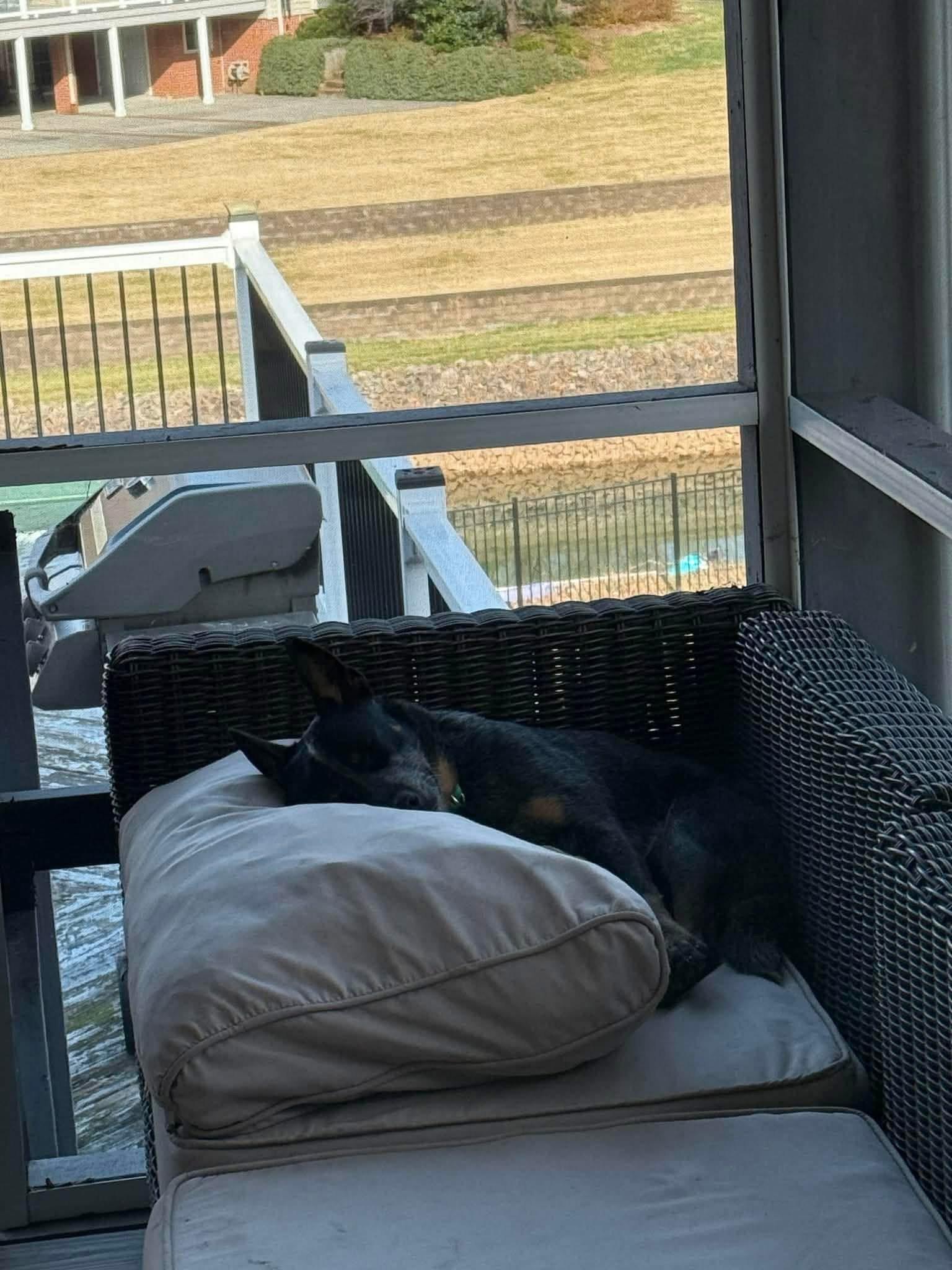 Enlarge Rocky, an adopted Australian Cattle Dog / Blue Heeler in Manassas, VA image 3/4