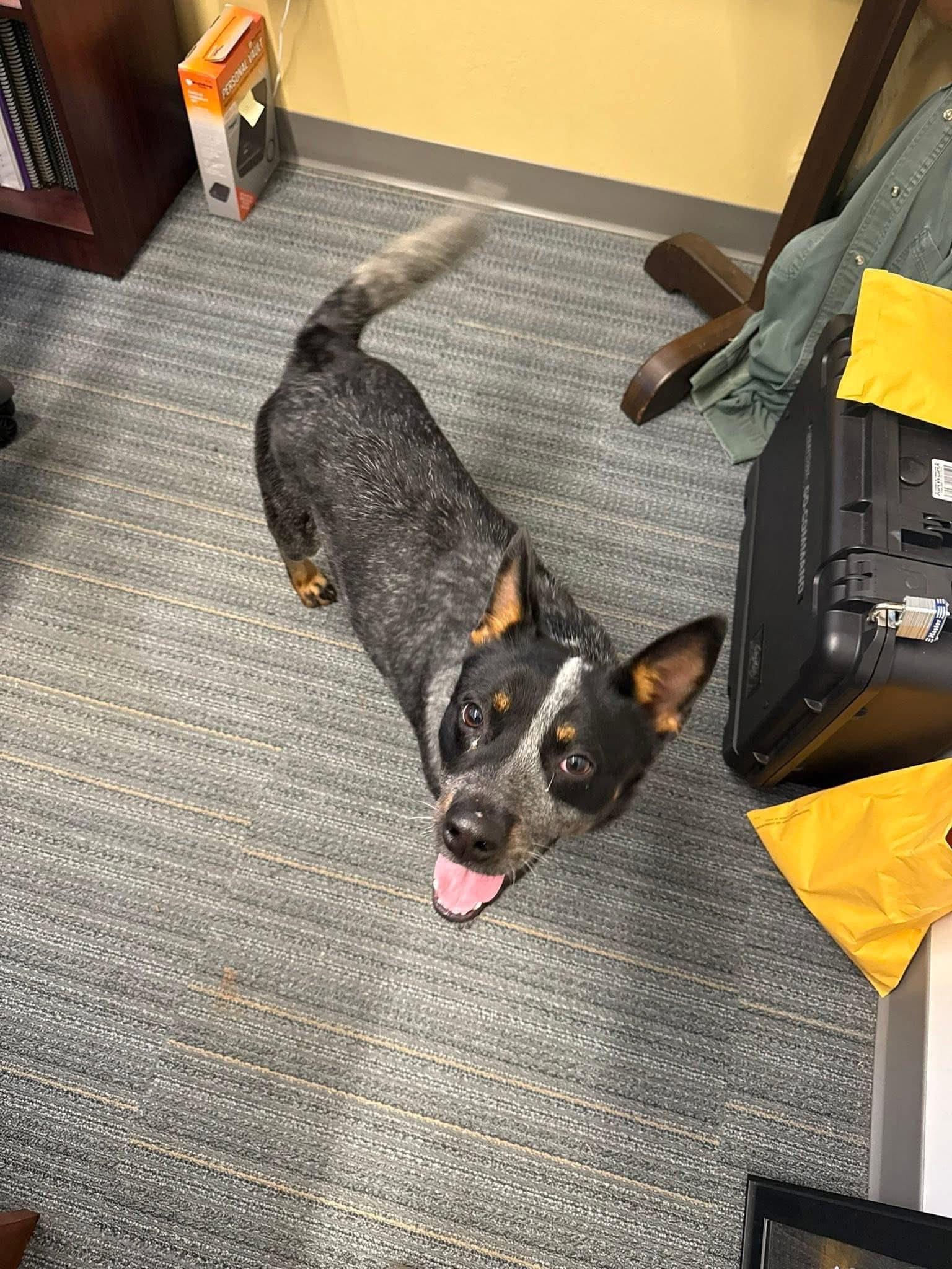 Enlarge Rocky, an adopted Australian Cattle Dog / Blue Heeler in Manassas, VA image 1/4