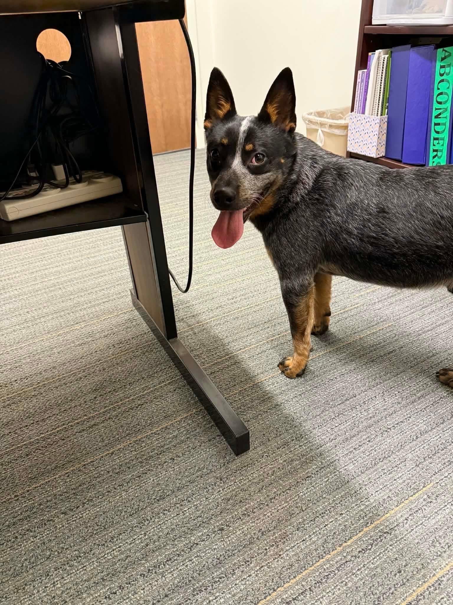 Enlarge Rocky, an adopted Australian Cattle Dog / Blue Heeler in Manassas, VA image 4/4
