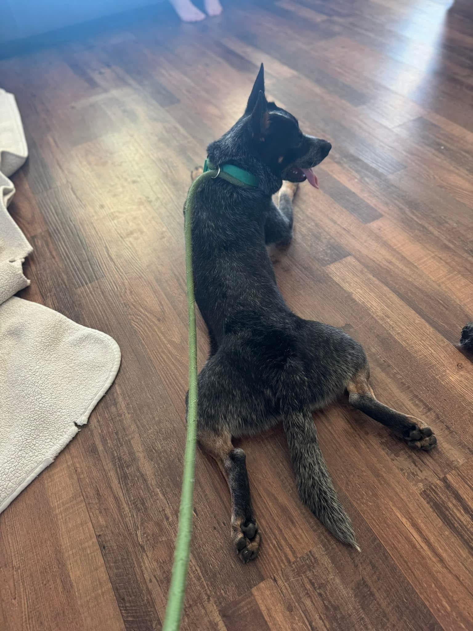 Enlarge Rocky, an adopted Australian Cattle Dog / Blue Heeler in Manassas, VA image 2/4