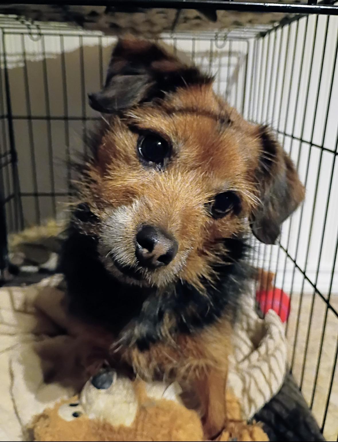 Enlarge Abby, a ADOPTABLE mixed breed in Taunton, MA image 1/3