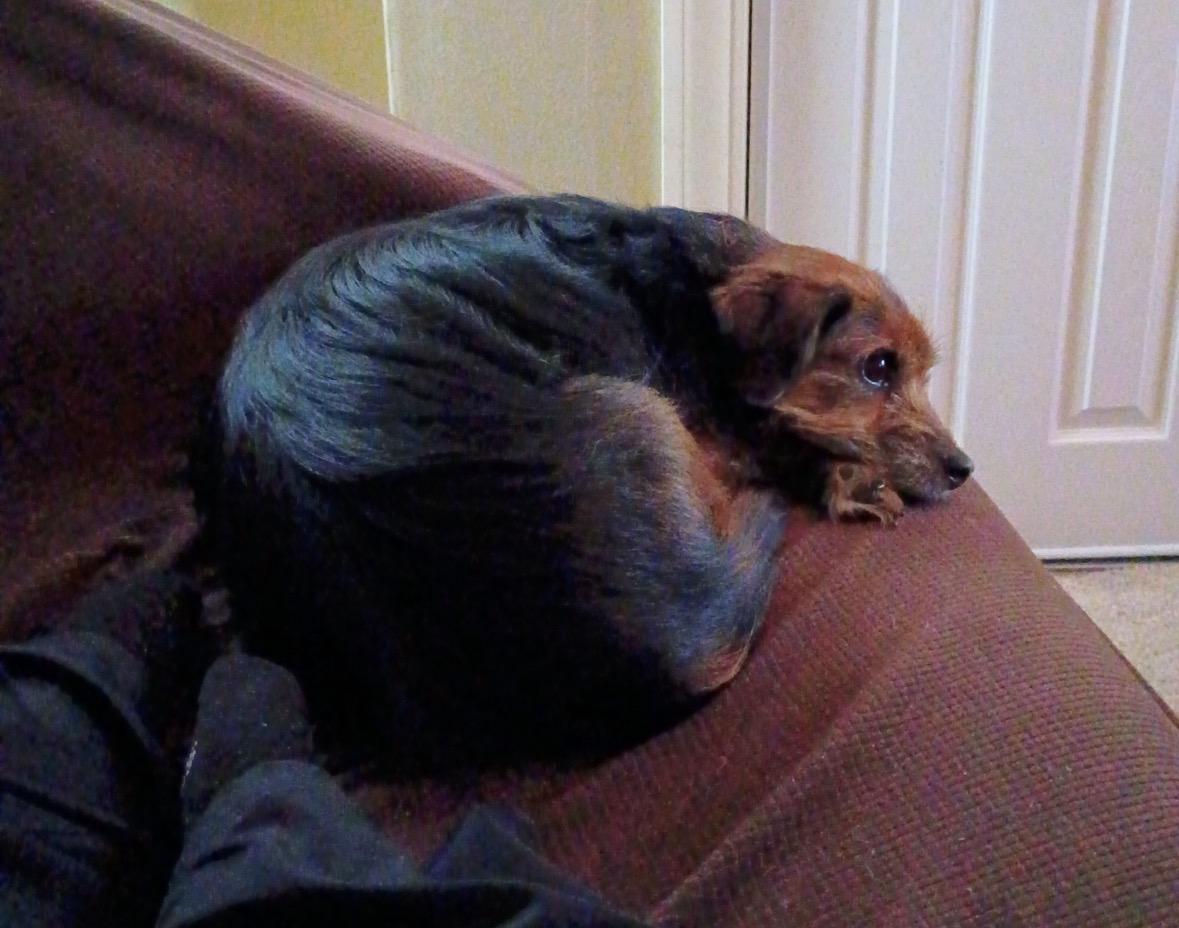 Enlarge Abby, a ADOPTABLE mixed breed in Taunton, MA image 3/3