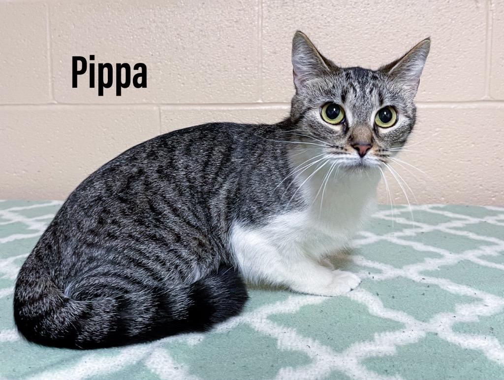 Enlarge Pippa, a Adoptable mixed breed in Clearfield, KY image 1/1