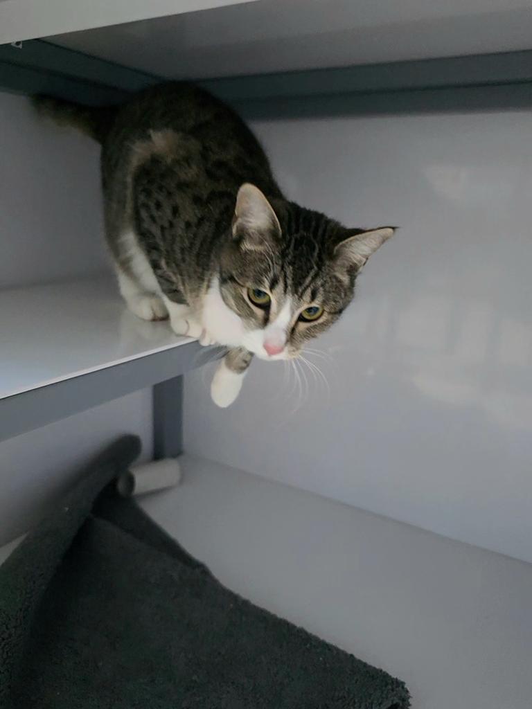 Pringles, Adoptable, Young Female Domestic Short Hair.