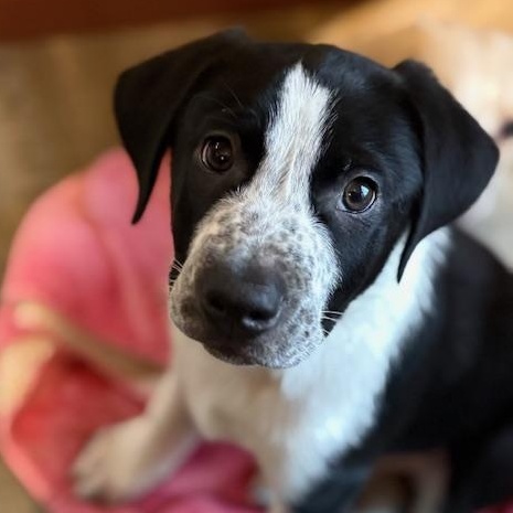 Enlarge Roger, an adopted mixed breed in Albany, NY image 2/2