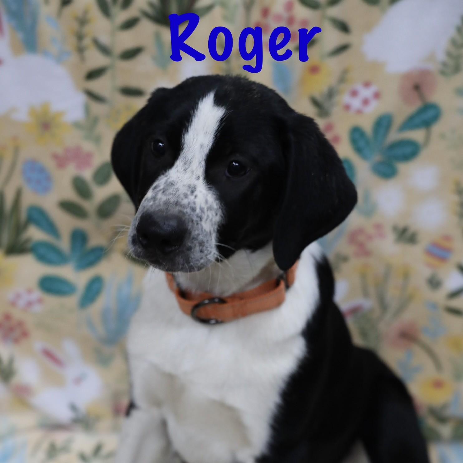 Roger, adopted, Puppy Male Hound & Spaniel.