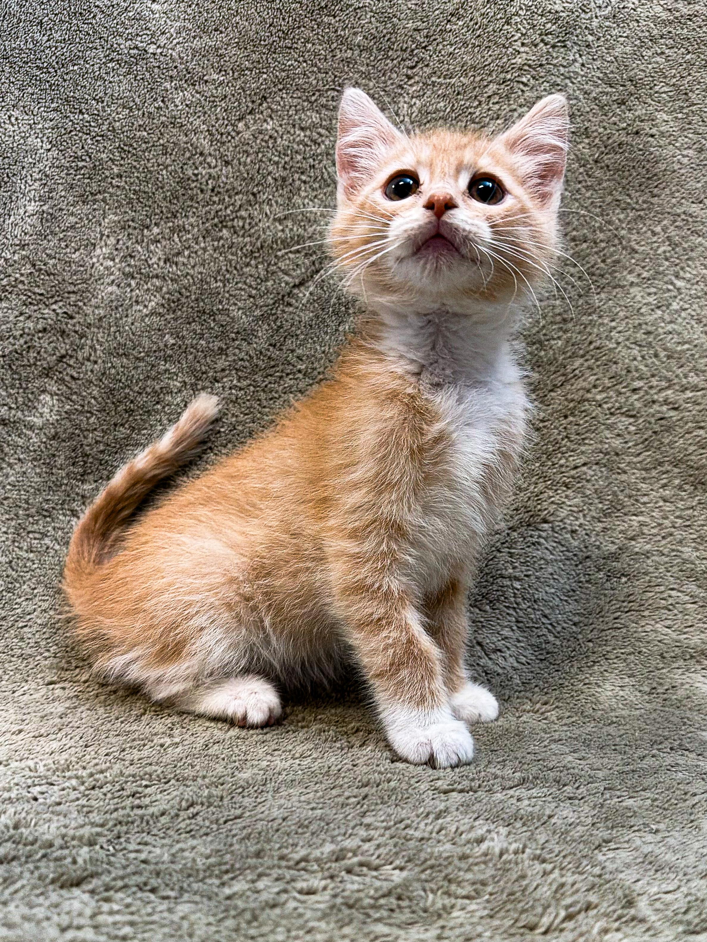 Enlarge Oak, a ADOPTABLE Domestic Short Hair in Buffalo, MN image 1/1