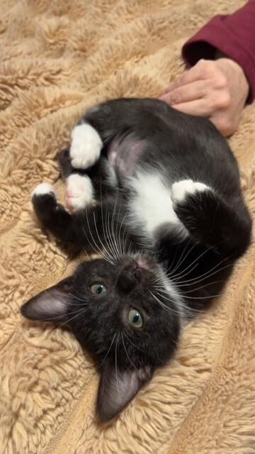 Jeckle, Adoptable, Young Female Domestic Short Hair.