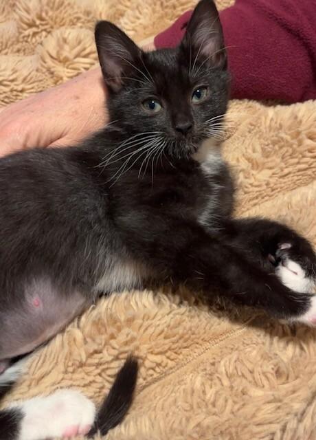 Enlarge Jeckle, a Adoptable Domestic Short Hair in Fort Collins, CO image 2/2