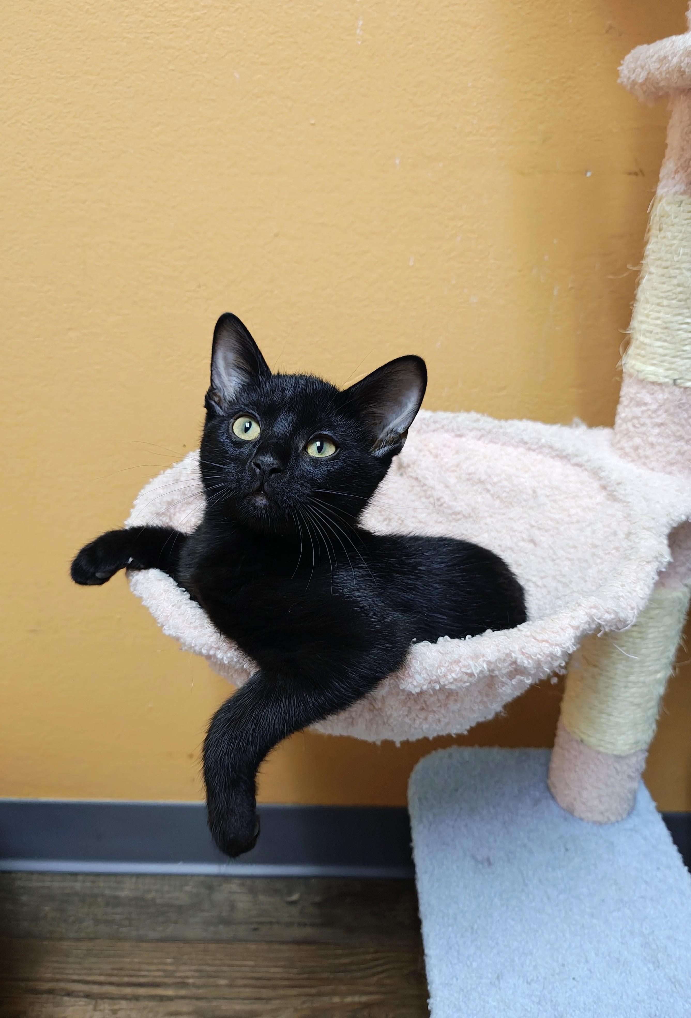 Water Beetle, Adoptable, Kitten Male Domestic Short Hair.