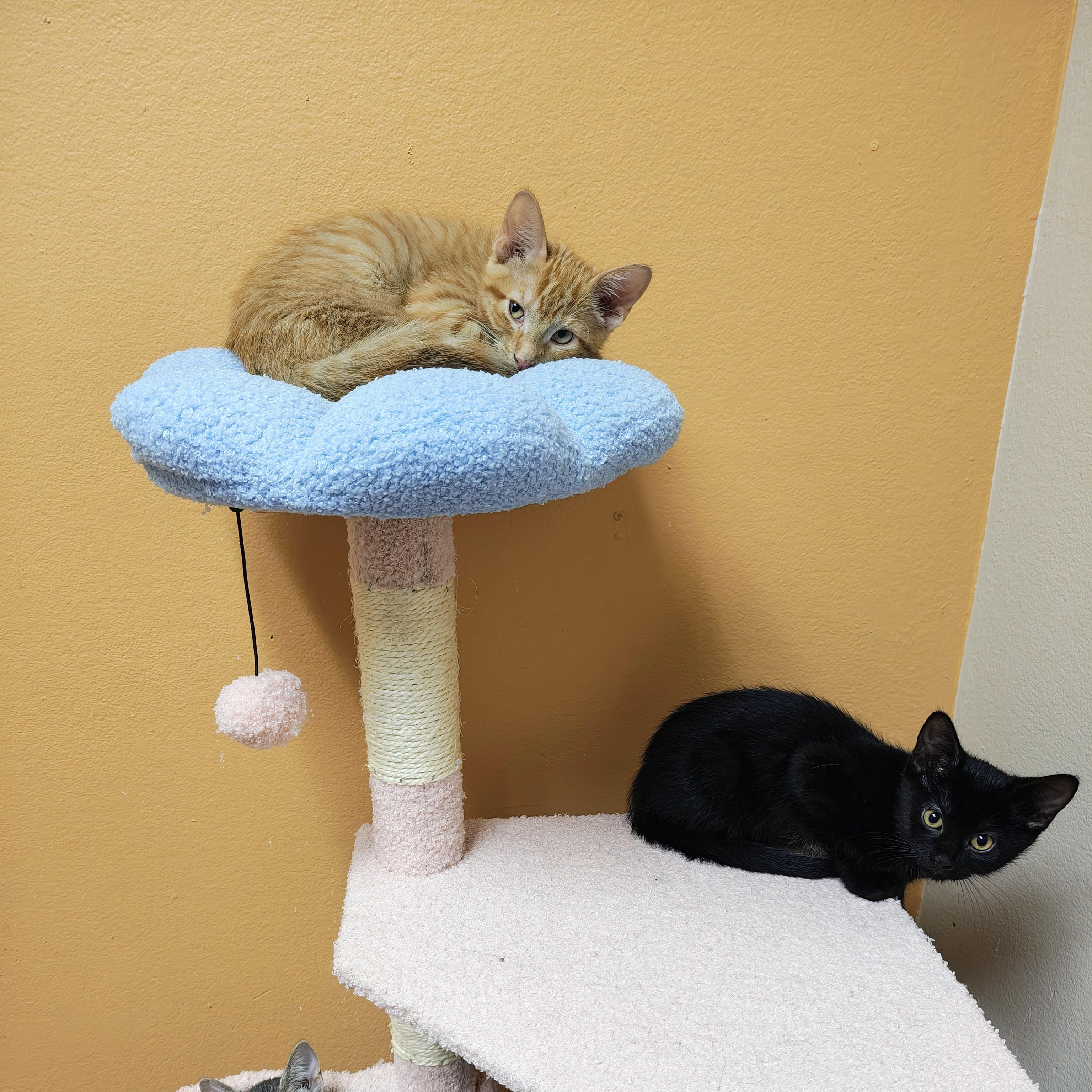 Water Beetle, a Adoptable Domestic Short Hair in Oconto, WI image 4/4