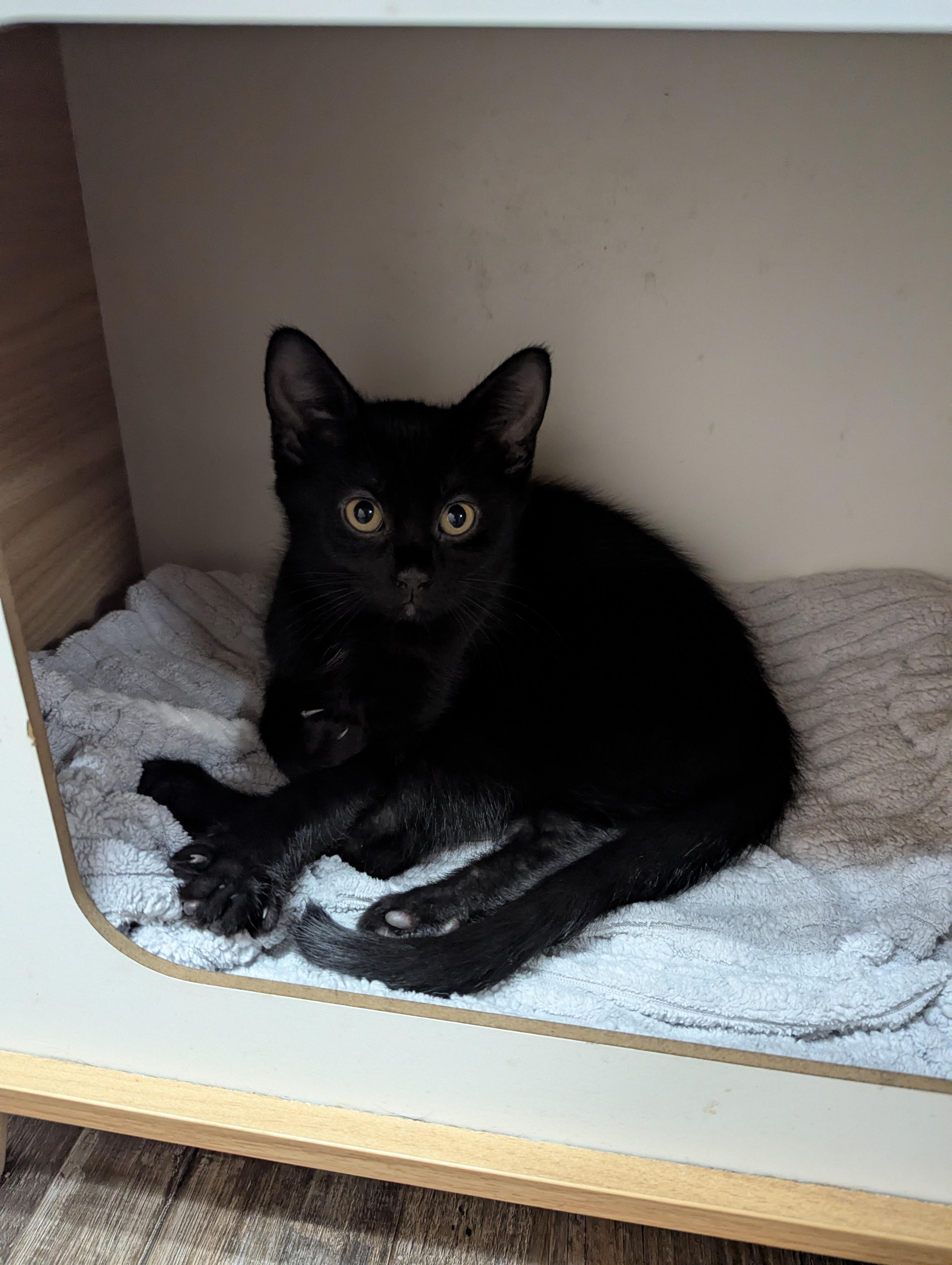 Water Beetle, a Adoptable Domestic Short Hair in Oconto, WI image 3/4
