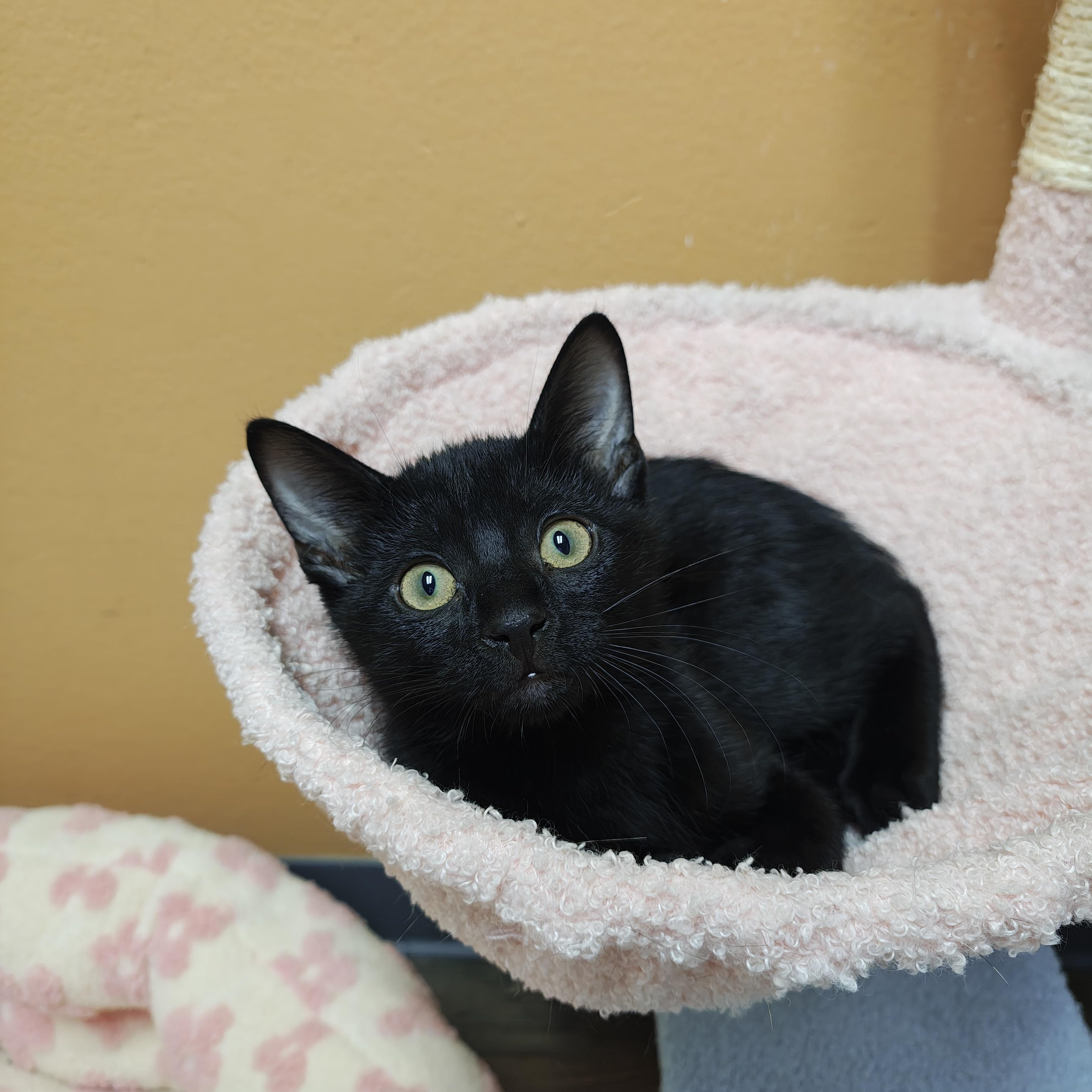 Water Beetle, a Adoptable Domestic Short Hair in Oconto, WI image 2/4