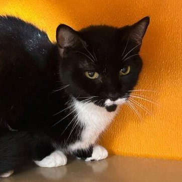 Enlarge Kellie, a Adoptable Domestic Short Hair in Elyria, OH image 2/4