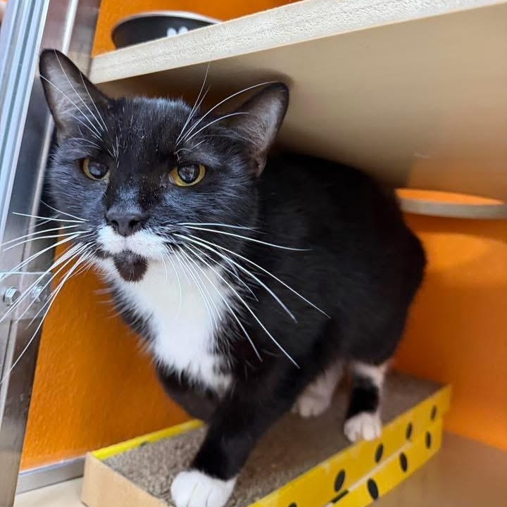 Kellie, Adoptable, Adult Male Domestic Short Hair.