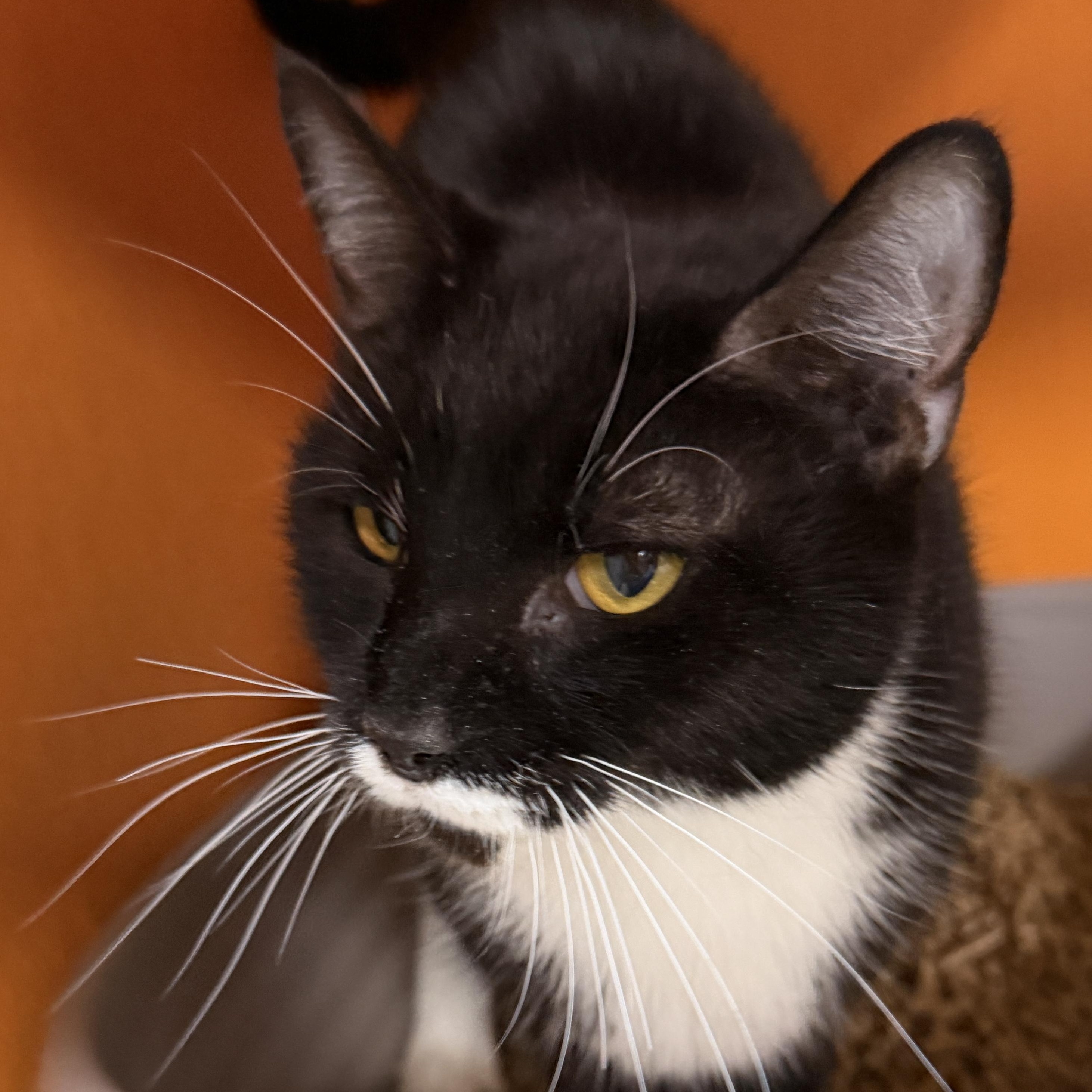Enlarge Kellie, a Adoptable Domestic Short Hair in Elyria, OH image 4/4