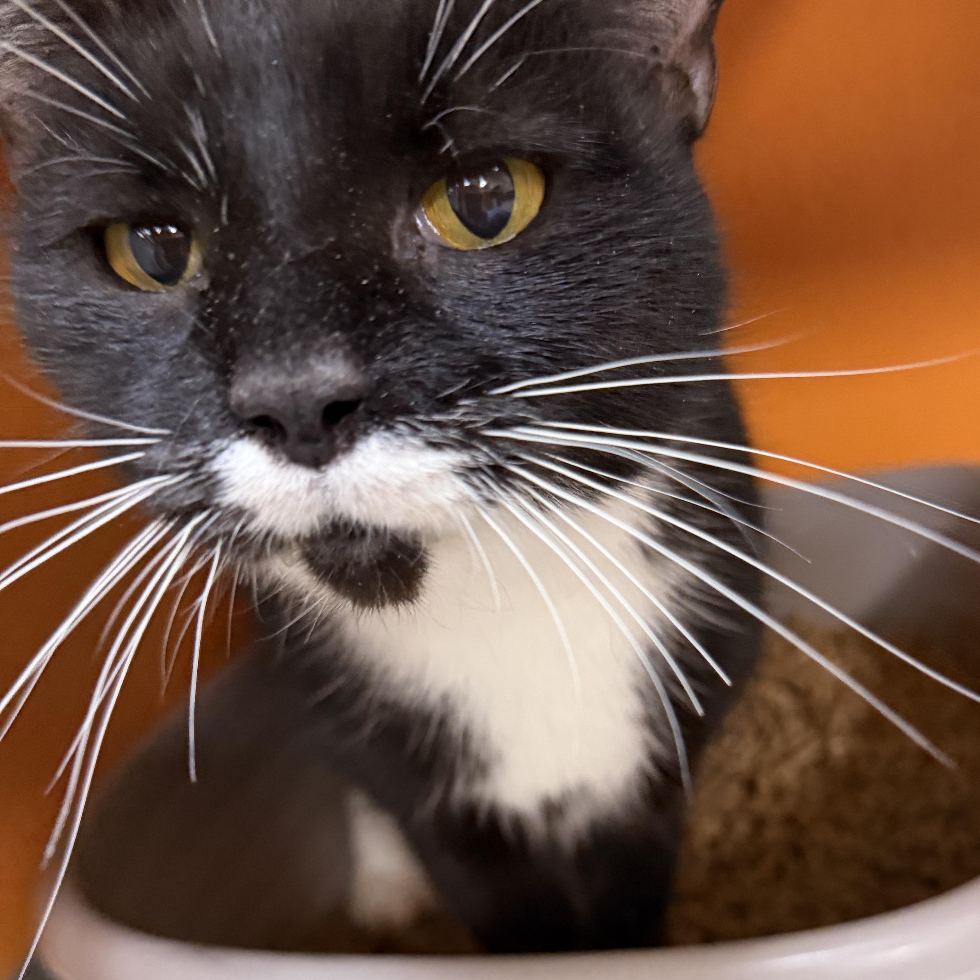 Enlarge Kellie, a Adoptable Domestic Short Hair in Elyria, OH image 3/4