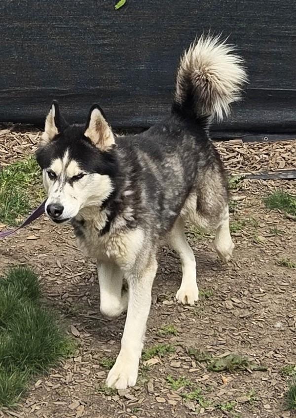 Steele, Adoptable, Adult Male Siberian Husky.