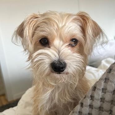 Dotty, Adult Female Yorkie Poo