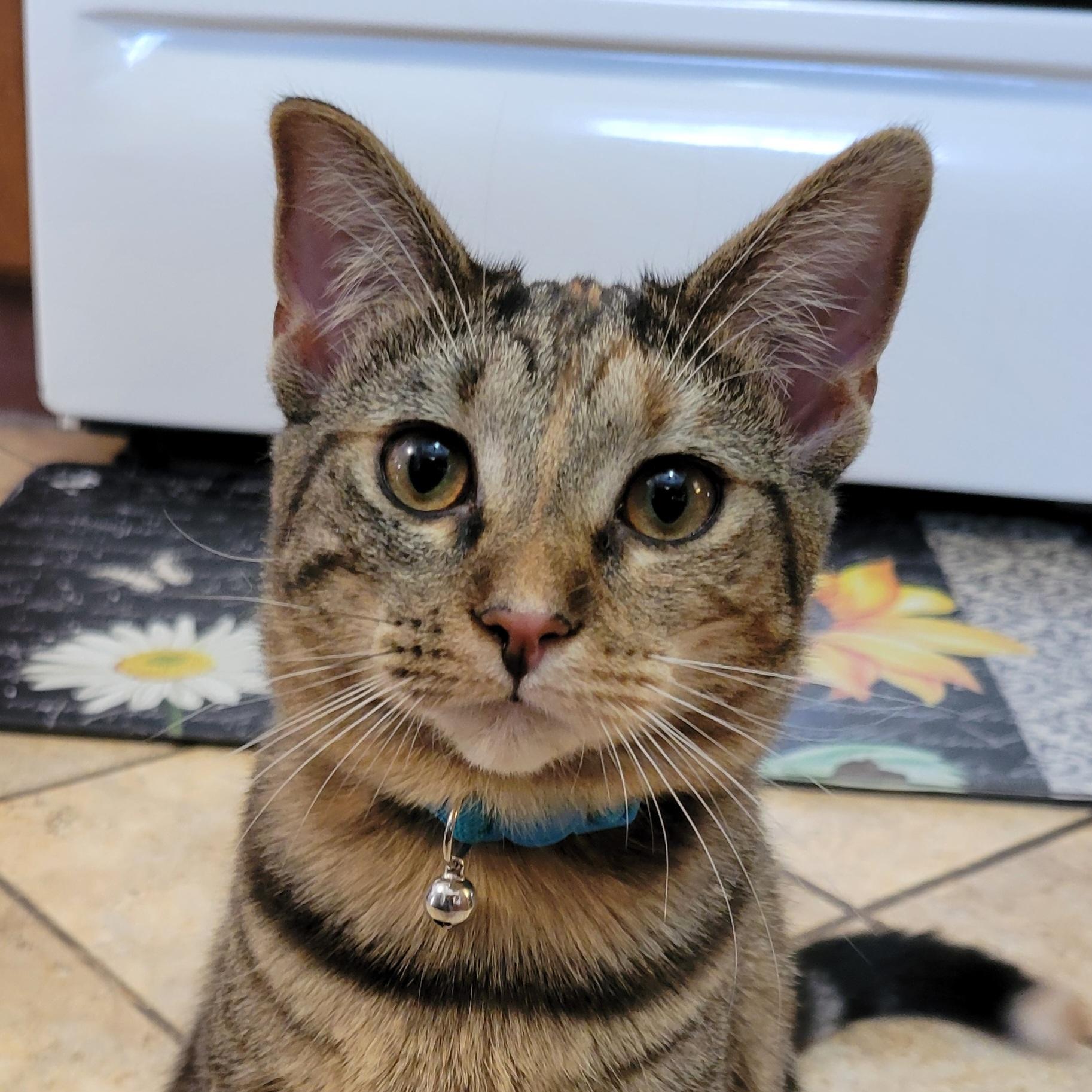 Mononoke, Adoptable, Young Female Domestic Short Hair.