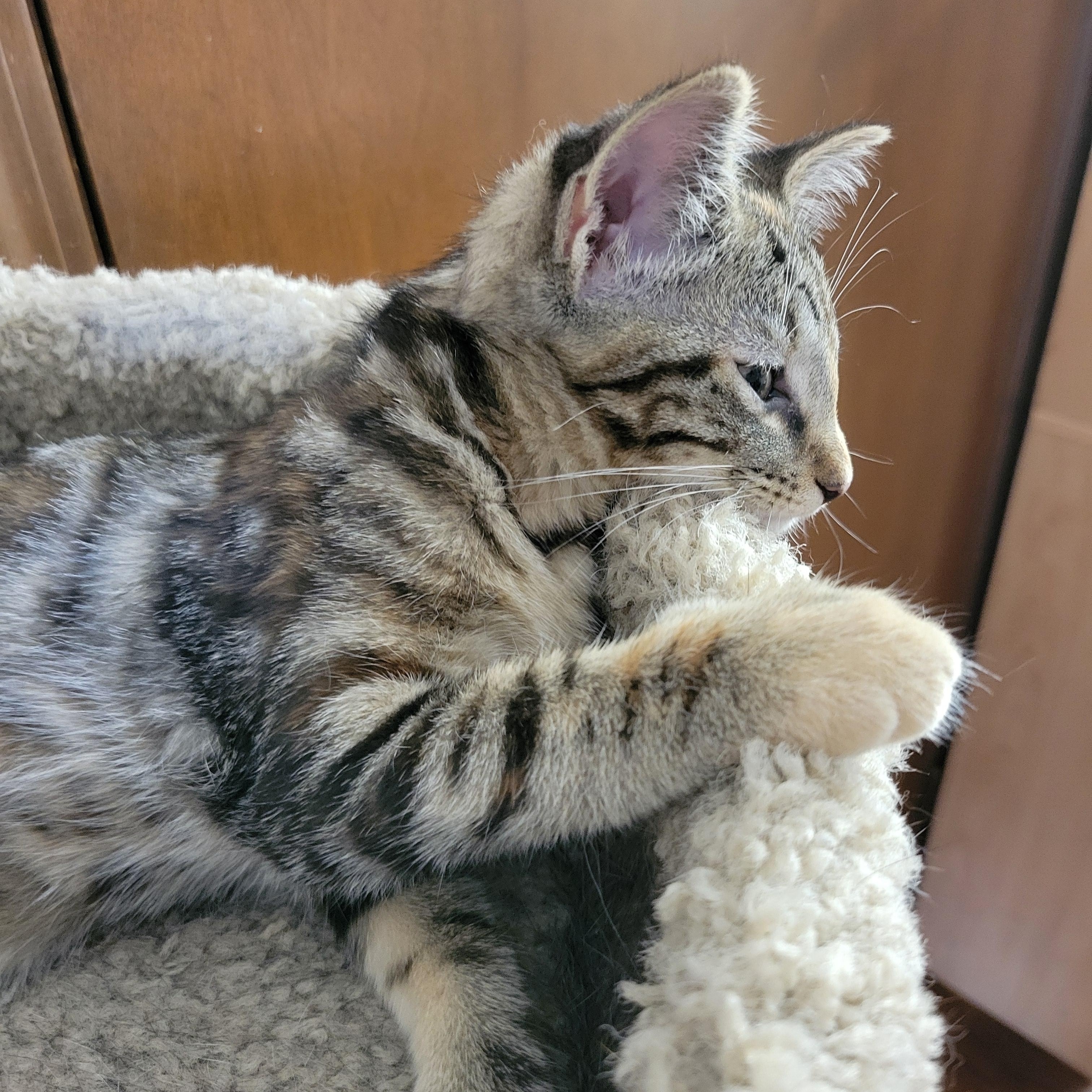 Mononoke, a Adoptable Domestic Short Hair in Walbridge, OH image 5/6