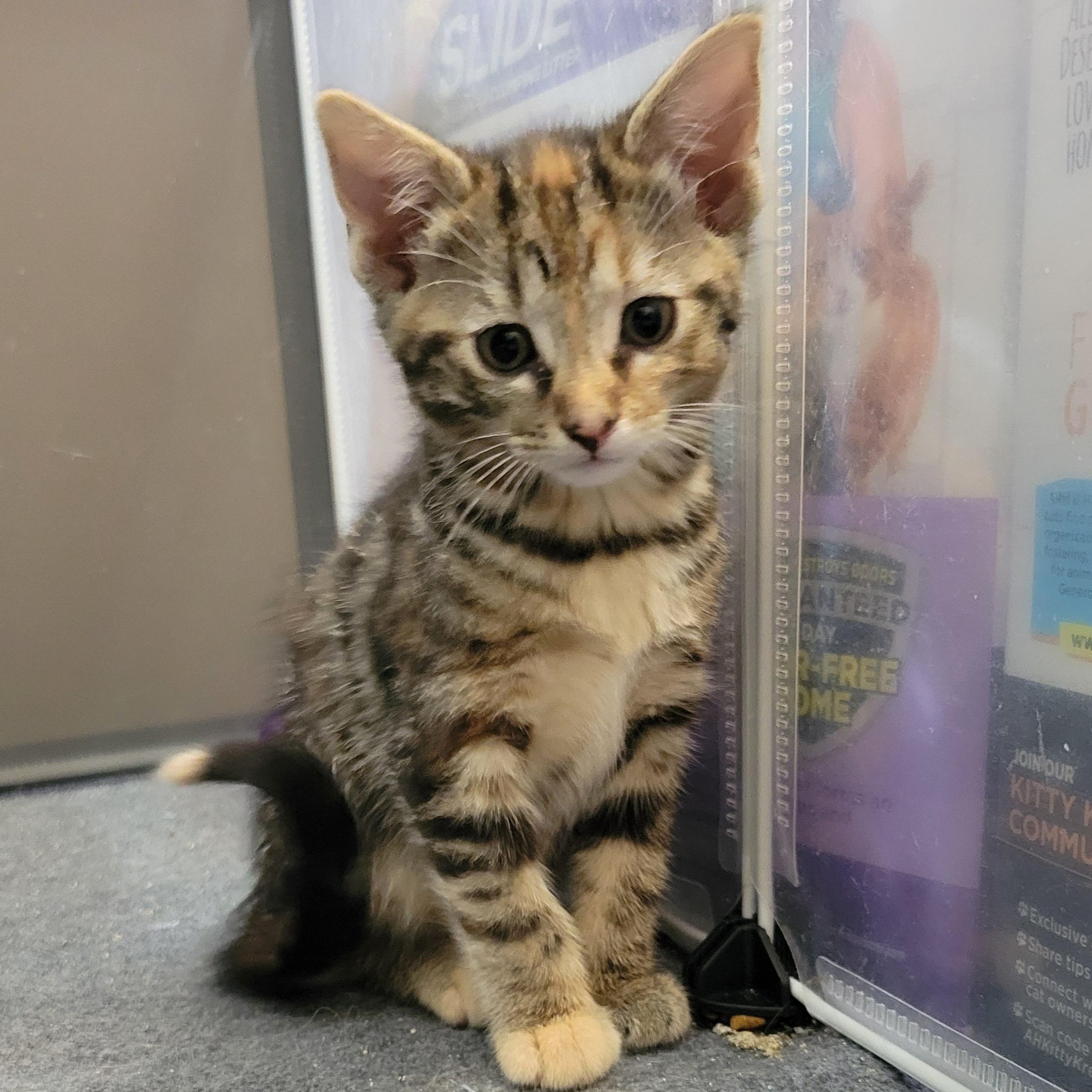 Mononoke, a Adoptable Domestic Short Hair in Walbridge, OH image 4/6