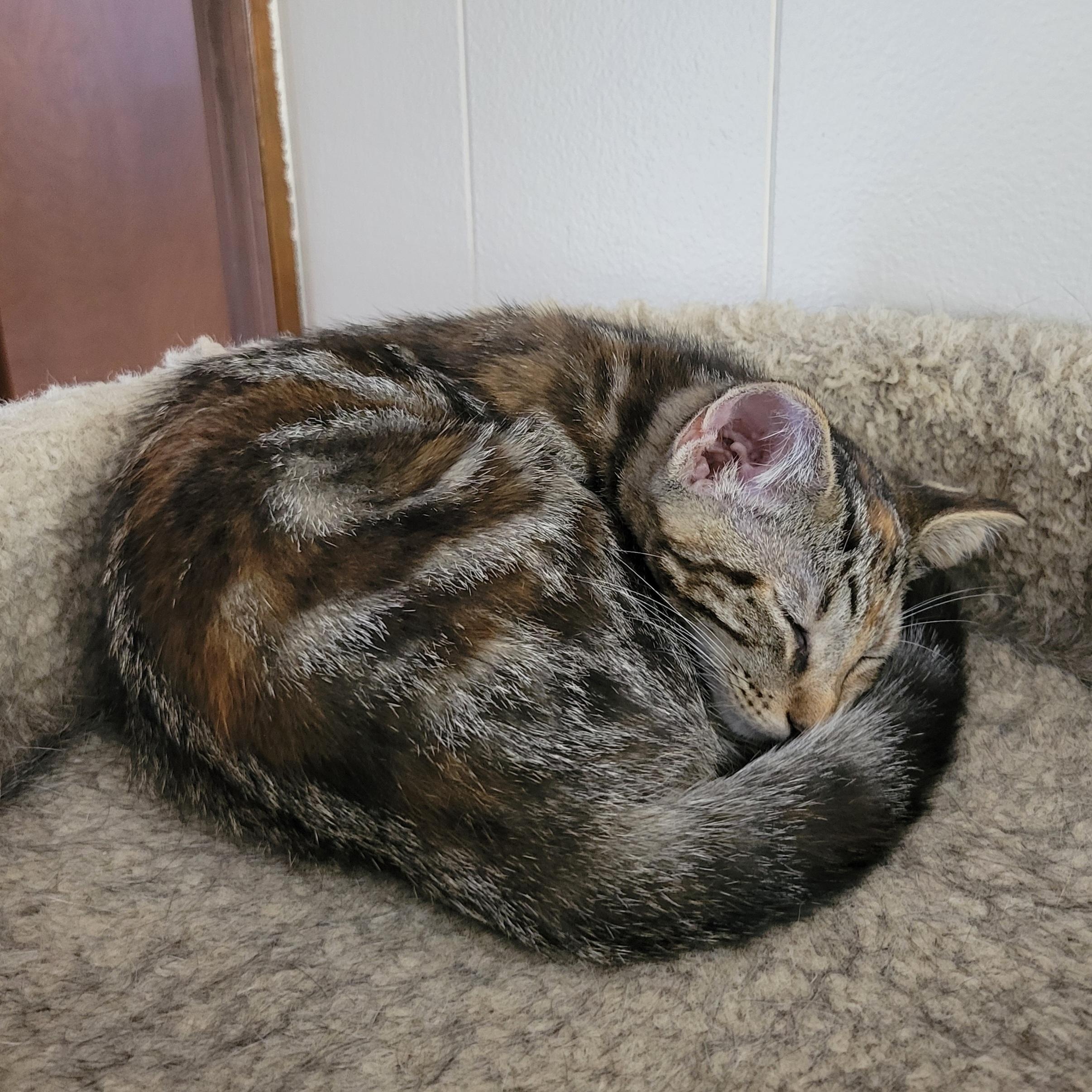 Mononoke, a Adoptable Domestic Short Hair in Walbridge, OH image 3/6