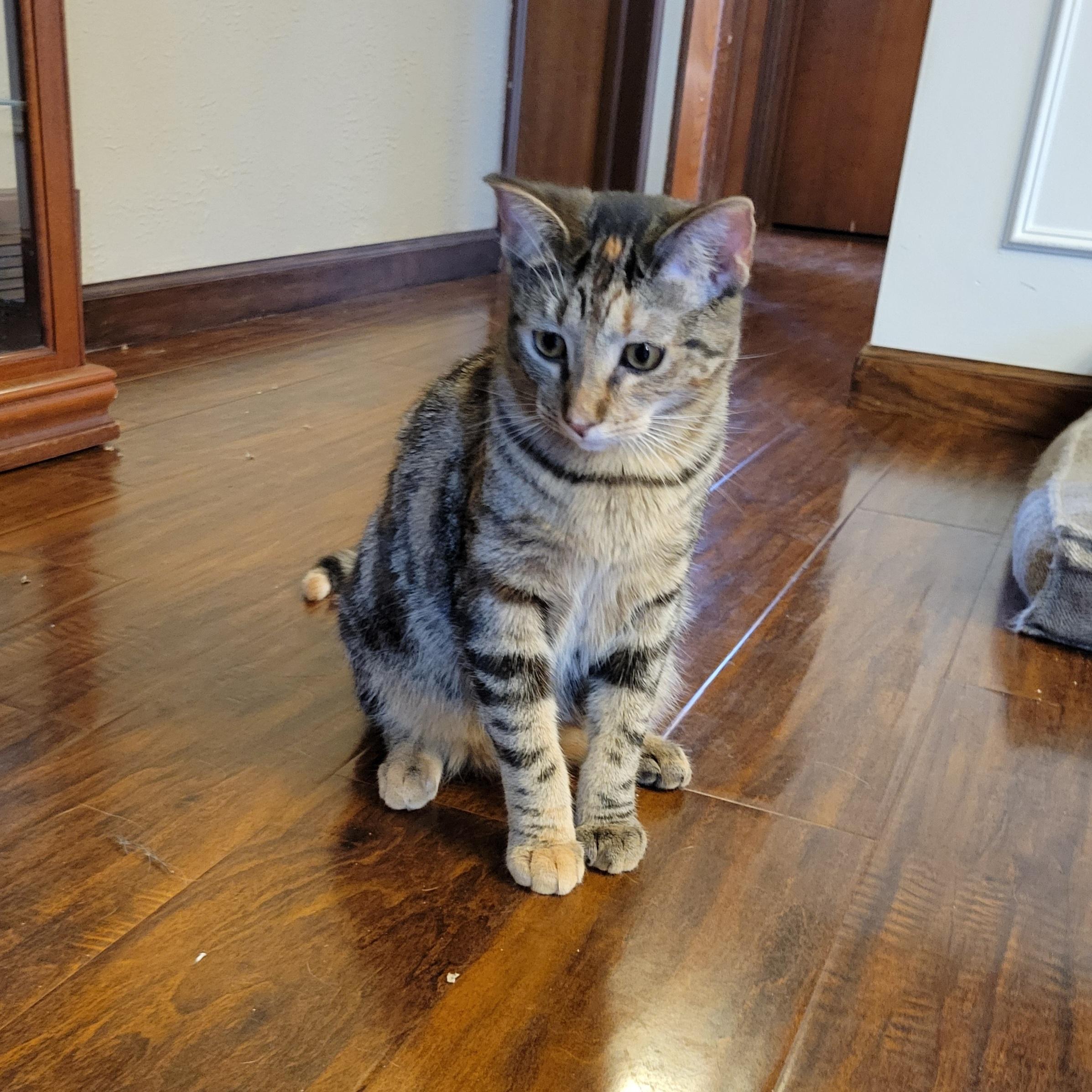 Mononoke, Adoptable, Kitten Female Domestic Short Hair.