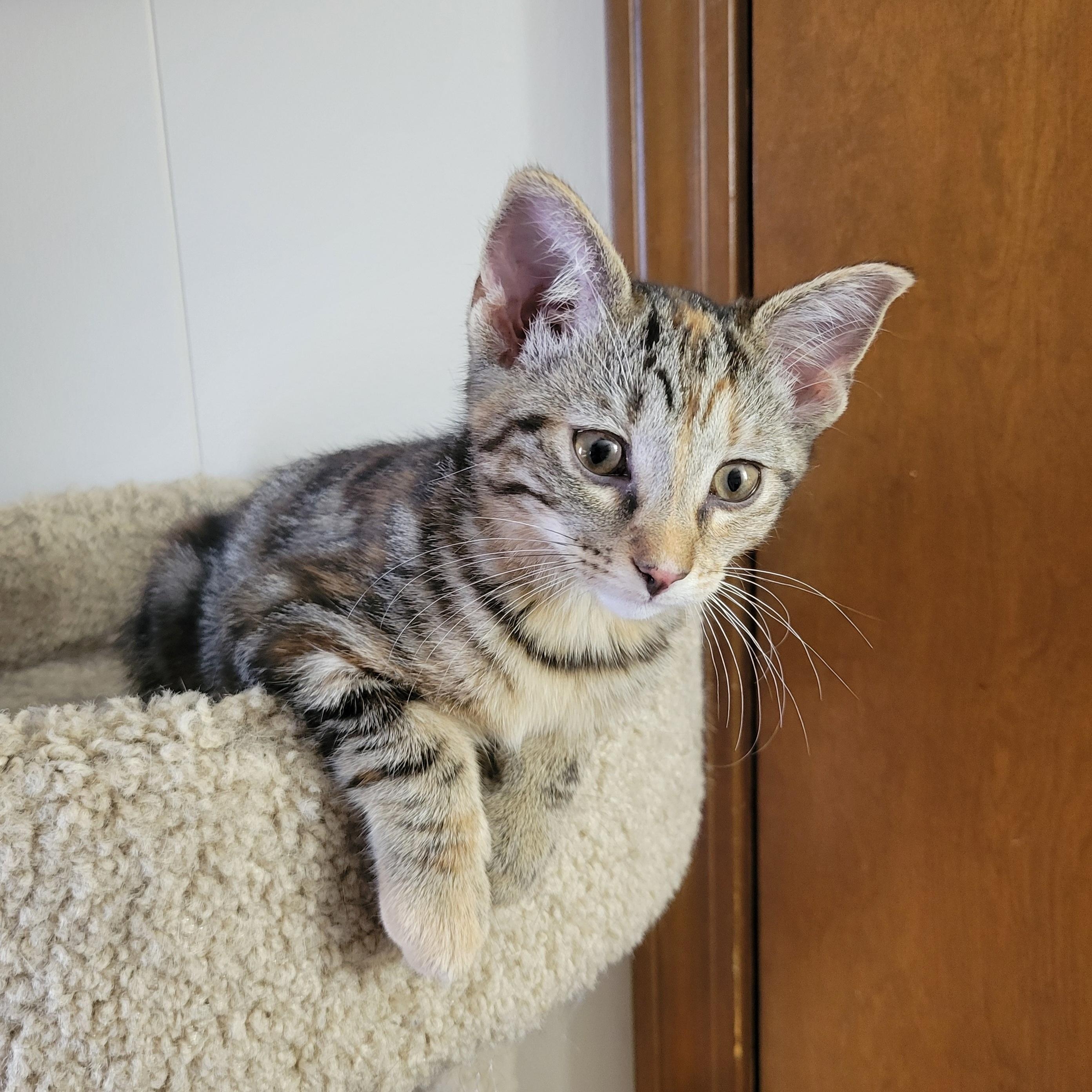 Mononoke, a Adoptable Domestic Short Hair in Walbridge, OH image 6/6