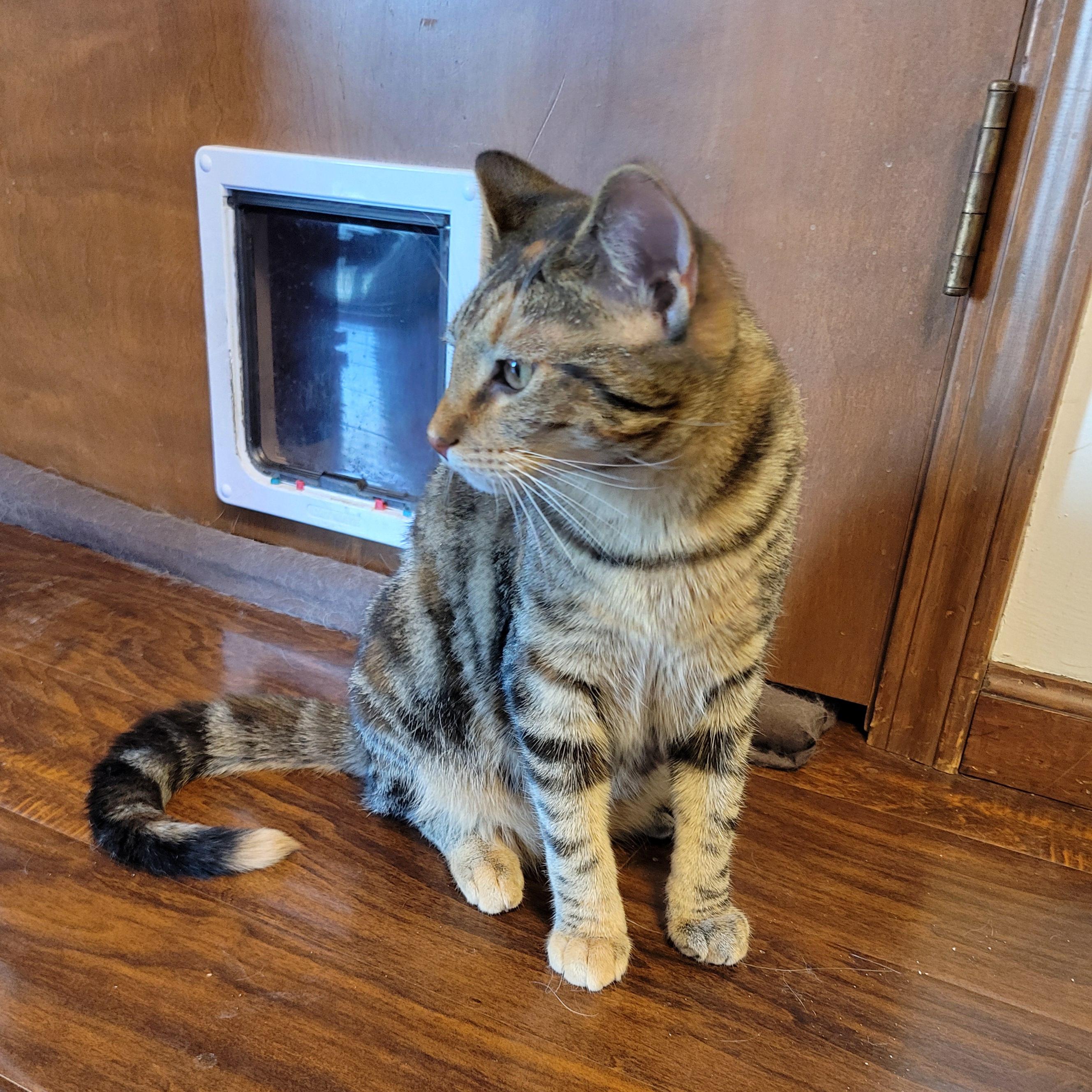 Mononoke, a Adoptable Domestic Short Hair in Walbridge, OH image 6/6