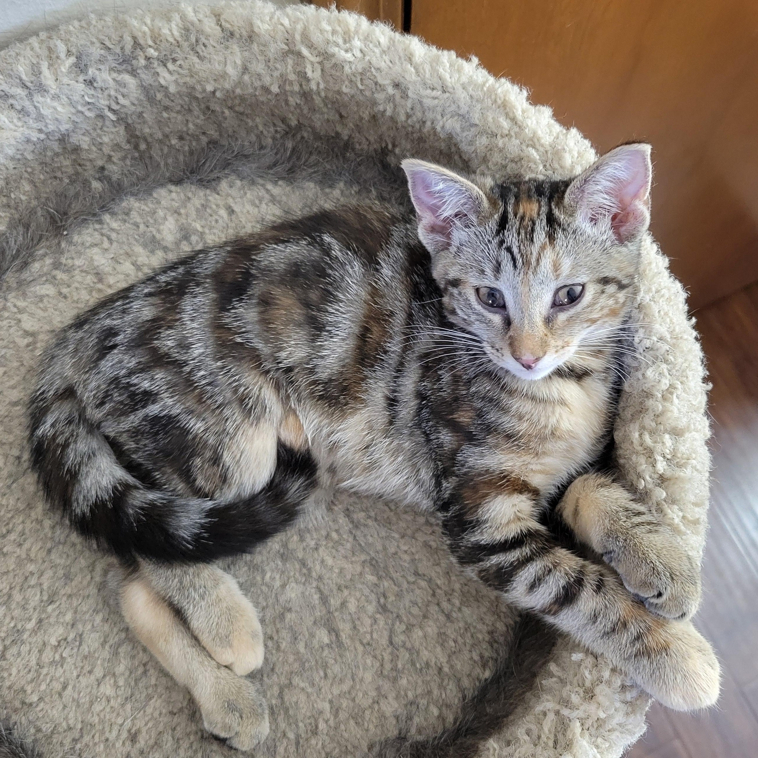 Mononoke, a Adoptable Domestic Short Hair in Walbridge, OH image 2/6