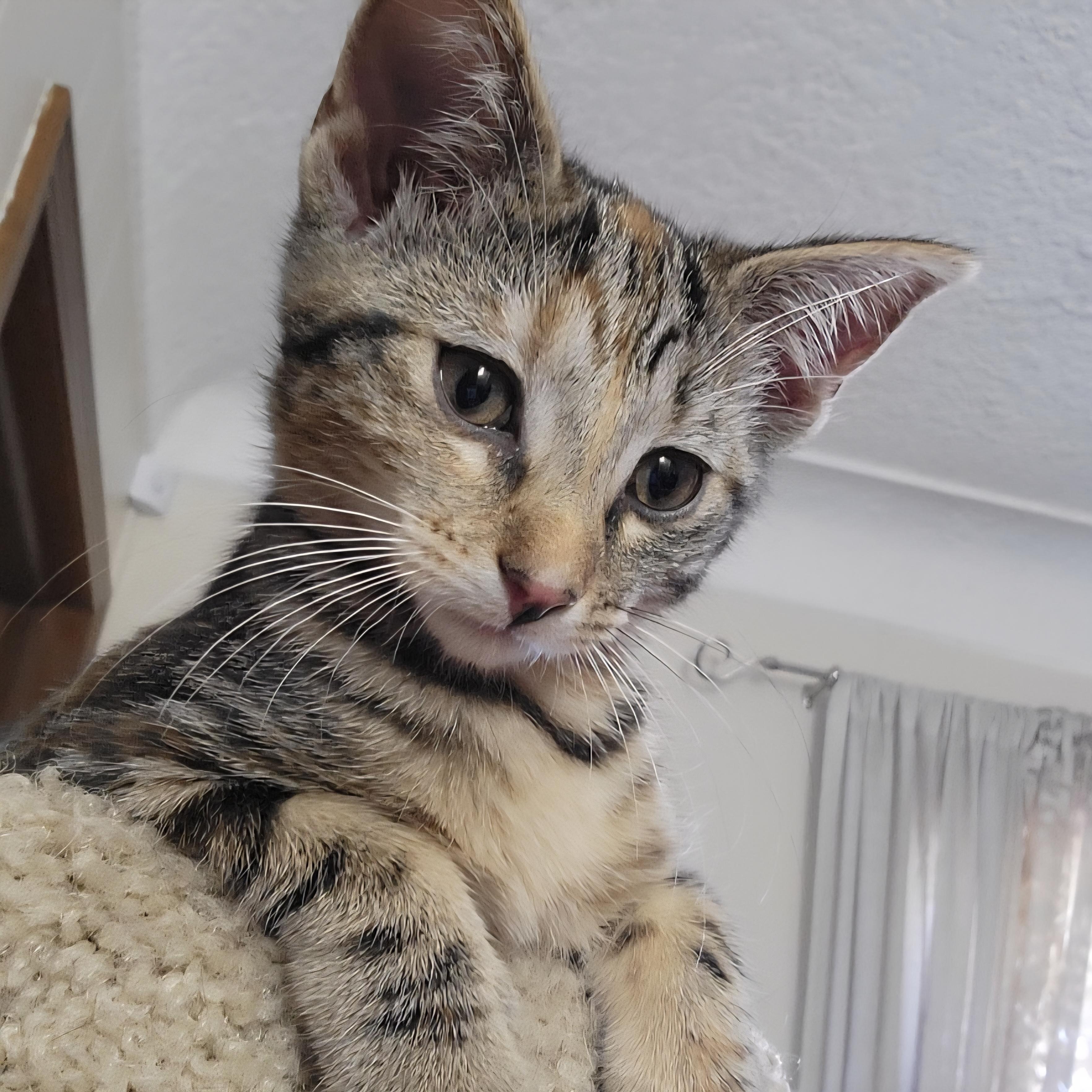 Mononoke, Adoptable, Kitten Female Domestic Short Hair.