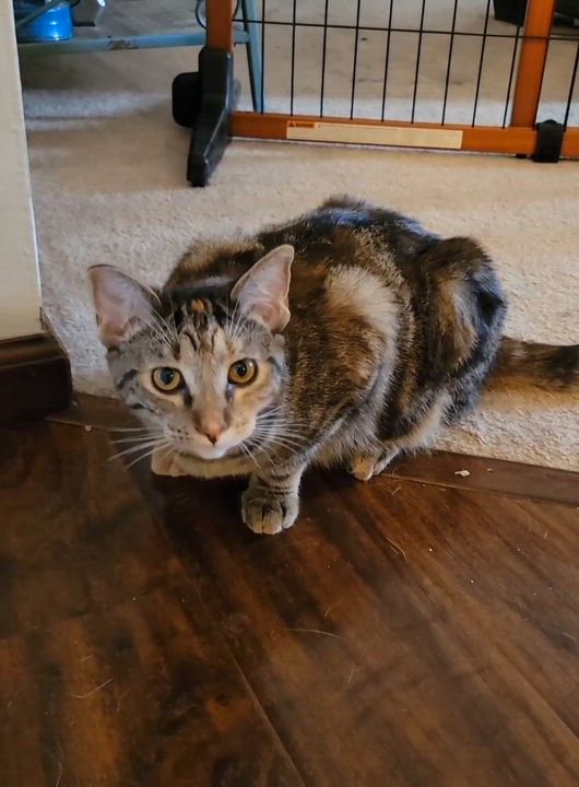 Enlarge Mononoke, a Adoptable Domestic Short Hair in Walbridge, OH video 4/6