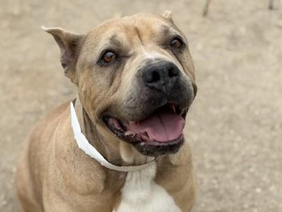 ELOISE, Adoptable, Adult Female American Bulldog.
