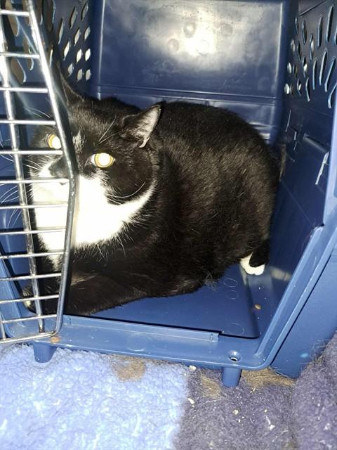 Enlarge ODEN, a Adoptable Domestic Short Hair in Easton, MD image 1/1