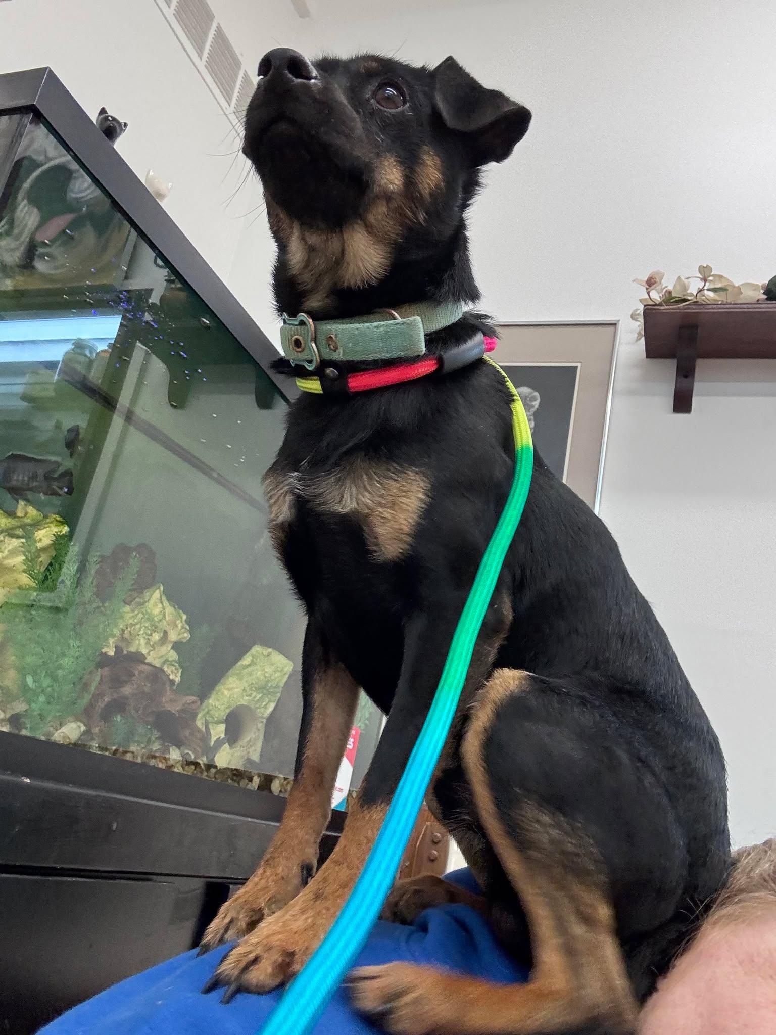 Tango, ADOPTABLE, Young Male Miniature Pinscher.