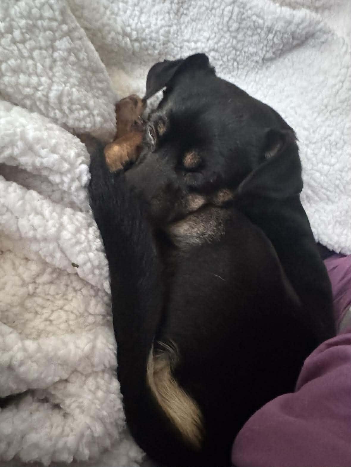 Enlarge Tango, a ADOPTABLE mixed breed in Hazelwood, MO image 5/6