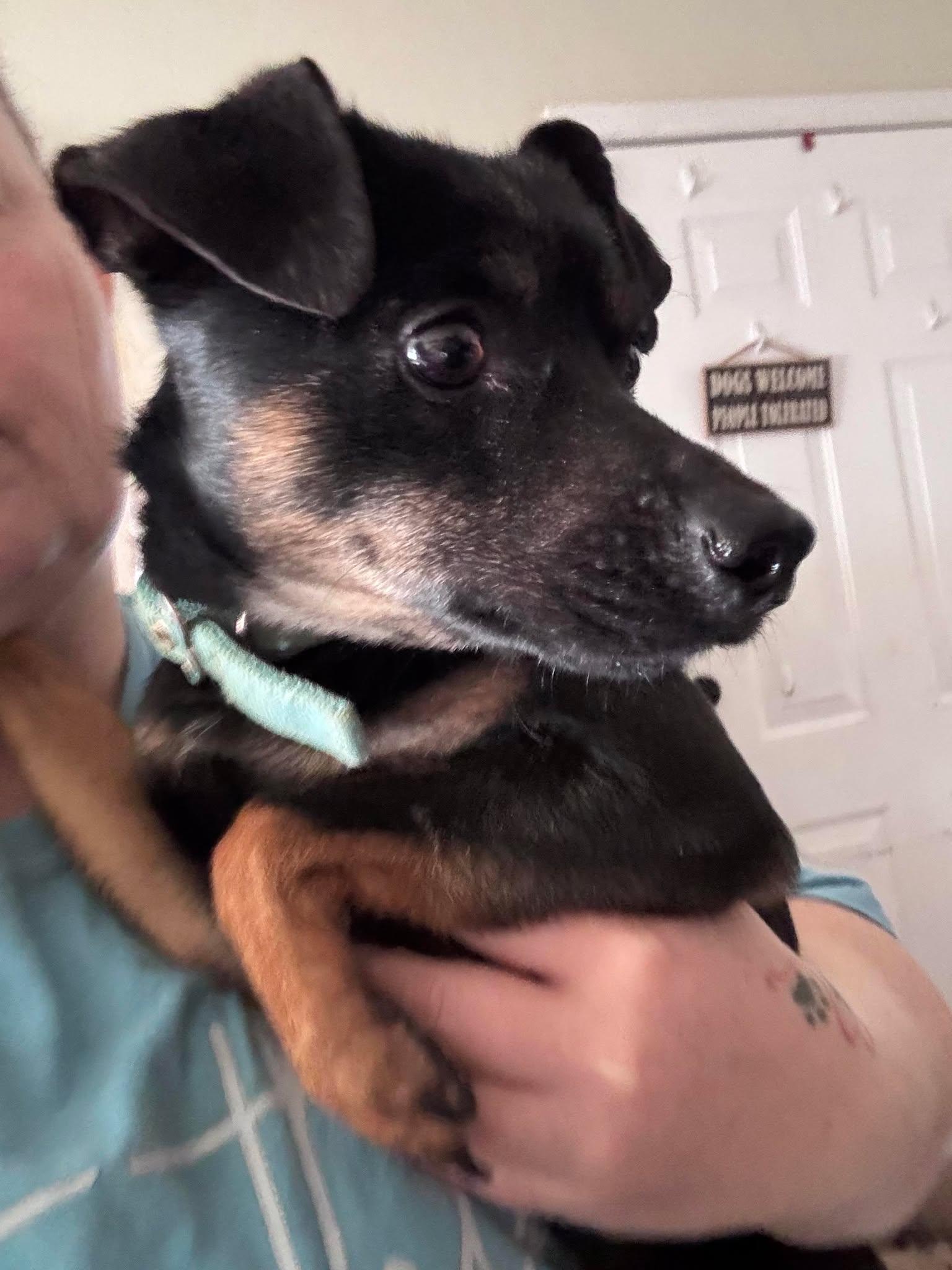 Enlarge Tango, a ADOPTABLE mixed breed in Hazelwood, MO image 4/6