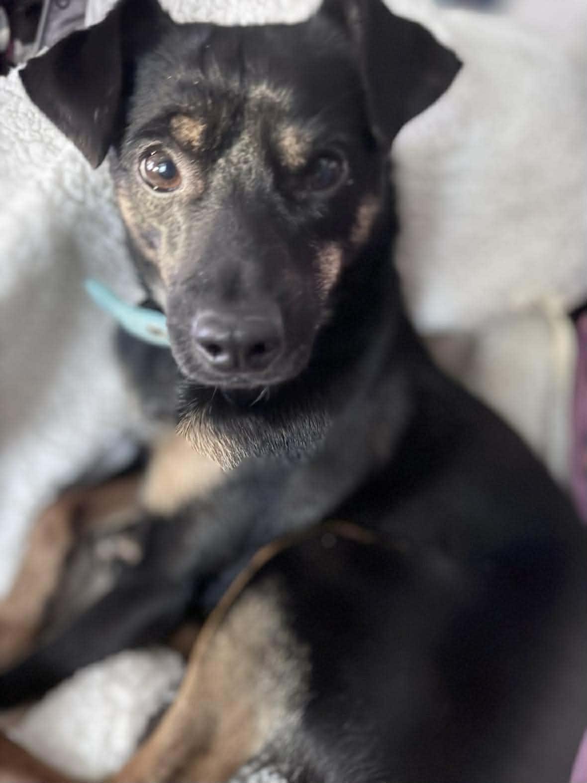 Enlarge Tango, a ADOPTABLE mixed breed in Hazelwood, MO image 6/6