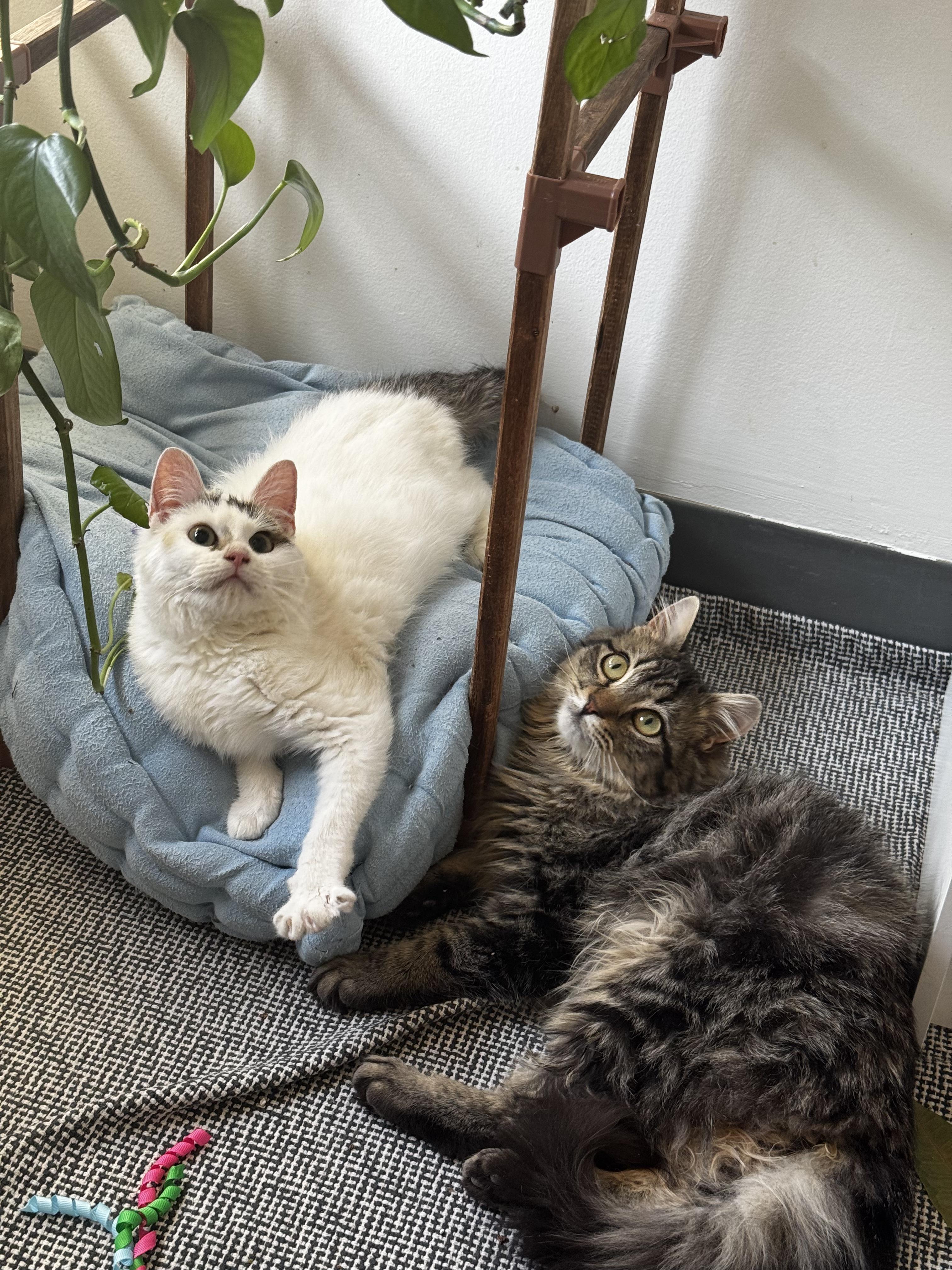 Enlarge PANDY, a Adoptable Domestic Short Hair in Perth Amboy , NJ image 1/6