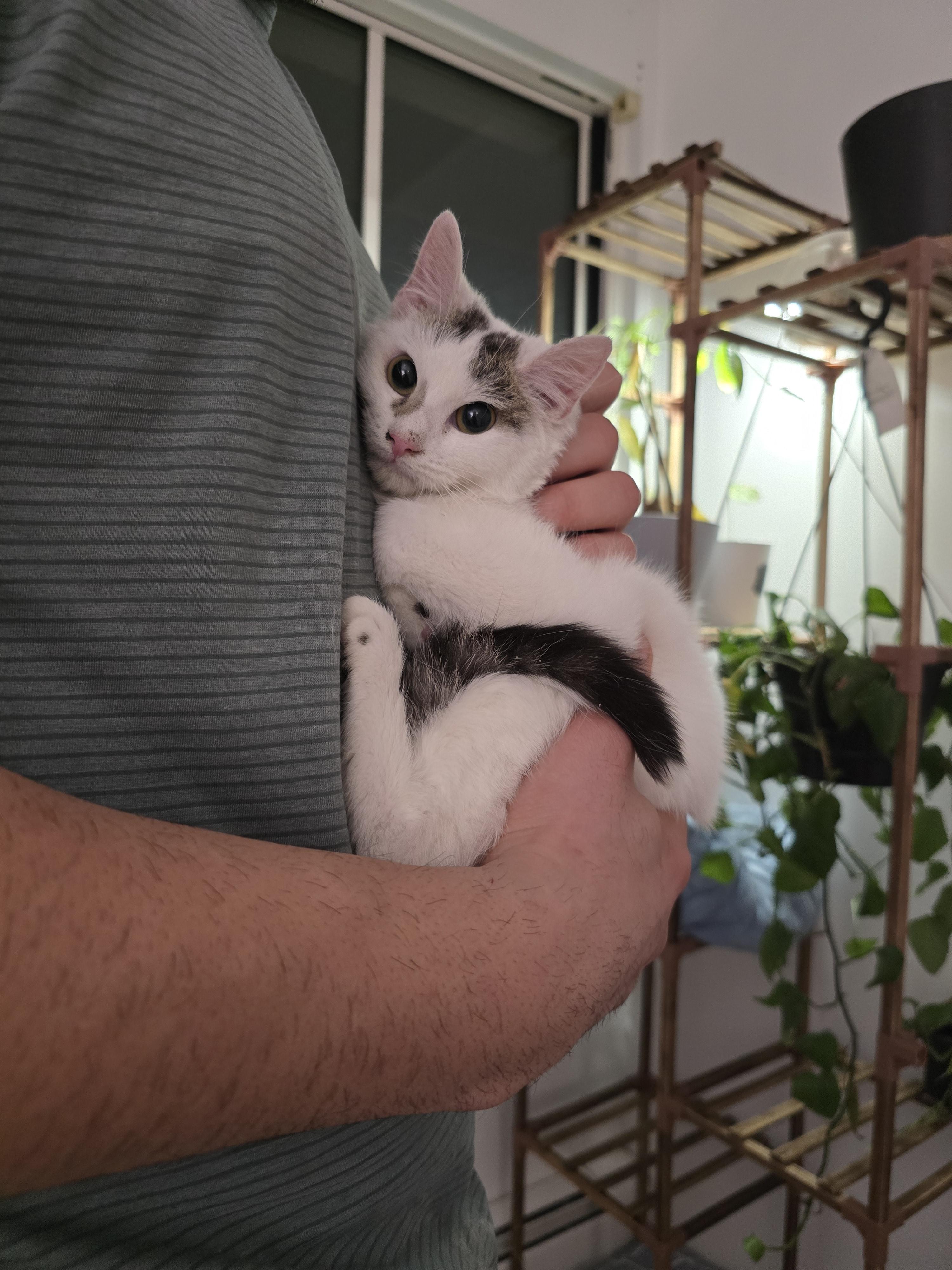 Enlarge PANDY, a Adoptable Domestic Short Hair in Perth Amboy , NJ image 2/6