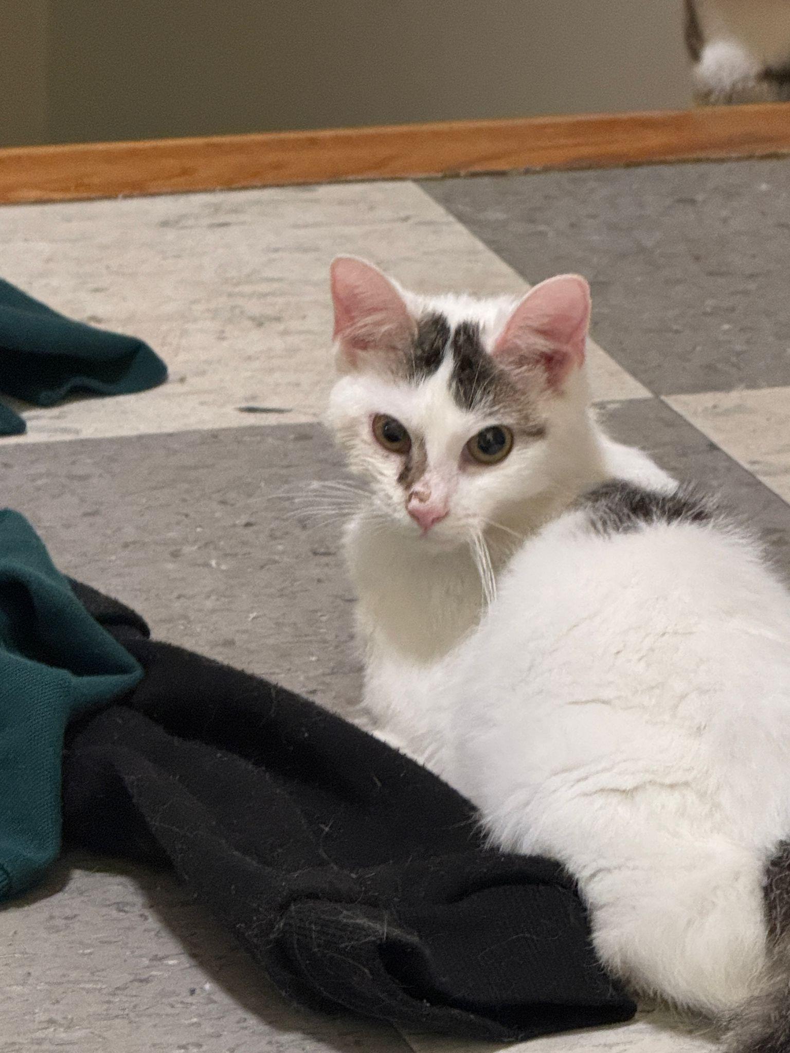 Enlarge PANDY, a Adoptable Domestic Short Hair in Perth Amboy , NJ image 3/6